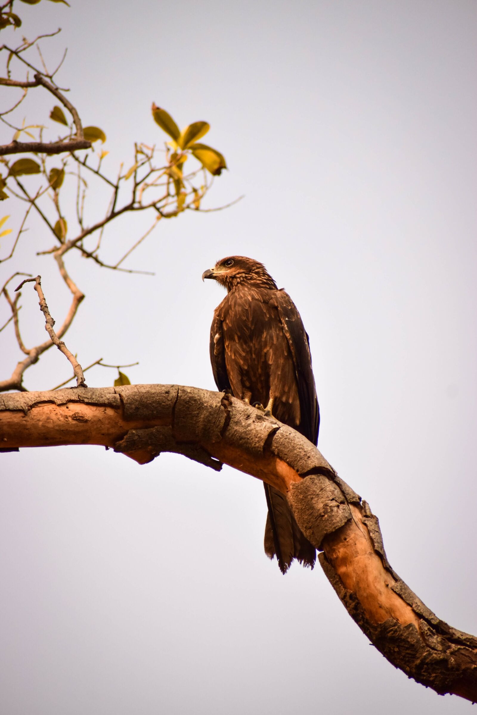Nikon D5300 sample photo. Animal, beak, bird photography