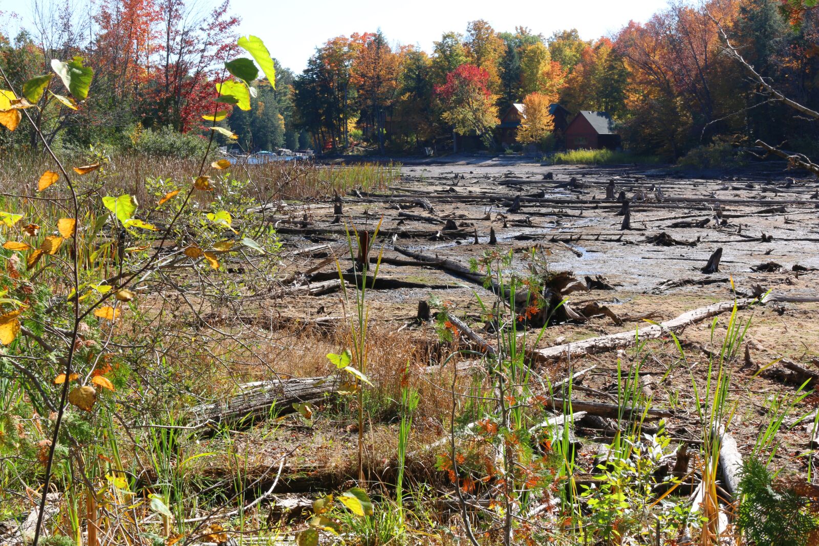 Canon EOS 70D sample photo. Swamp, cottage, cottage country photography