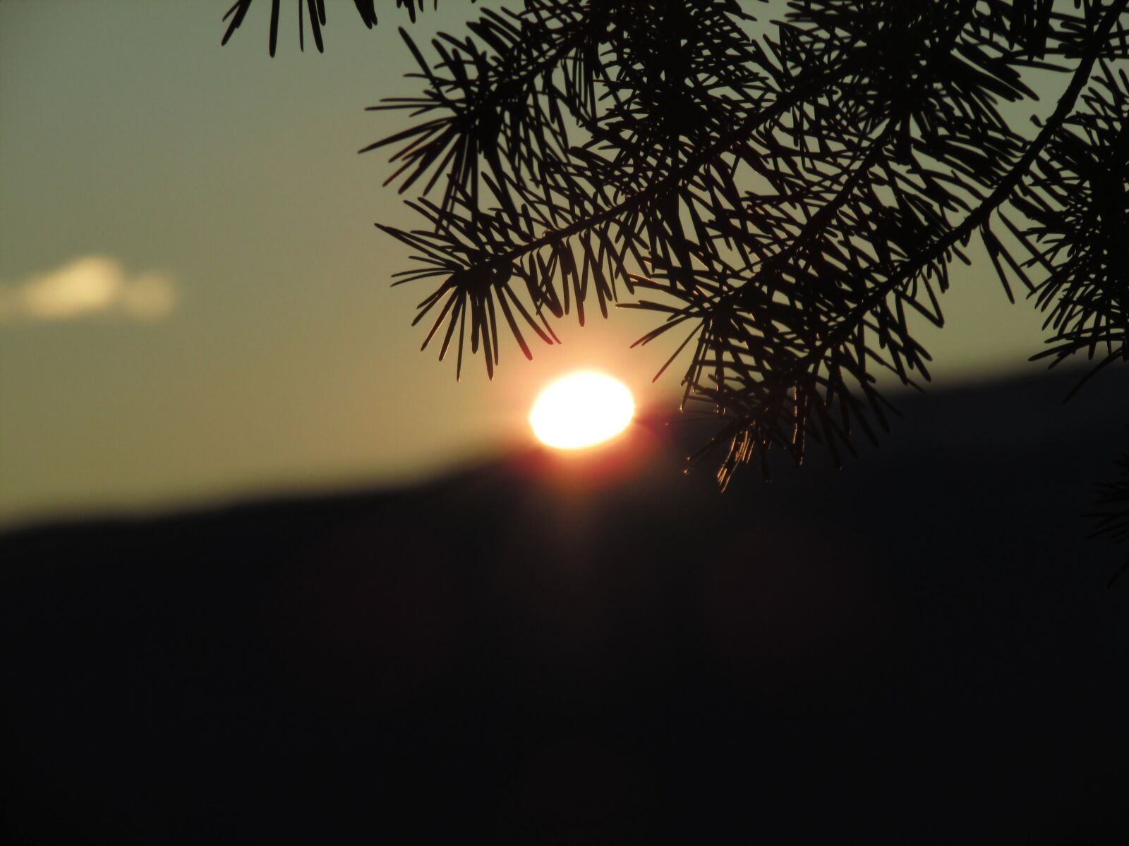 Canon PowerShot SX500 IS sample photo. Sunset, branch, needles photography