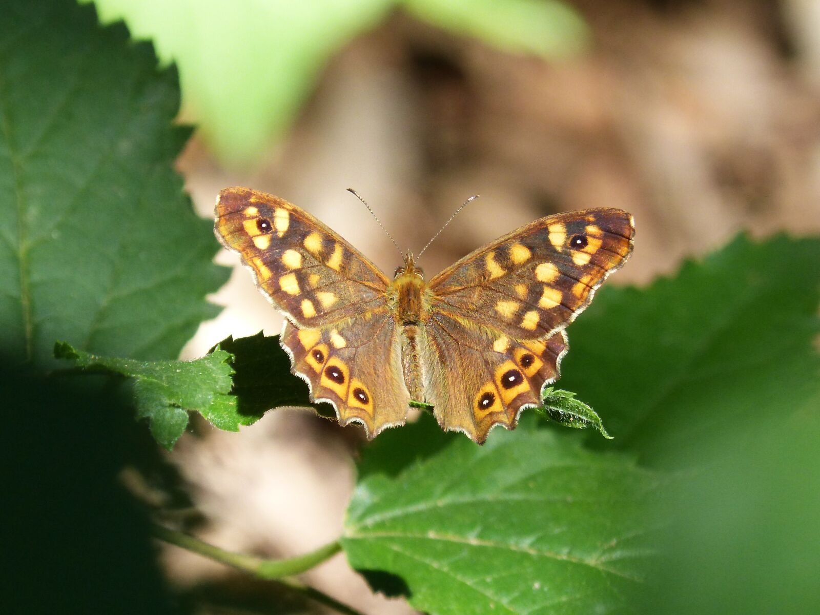 Panasonic DMC-FZ62 sample photo. Butterfly, butterfly saltacercas, point photography