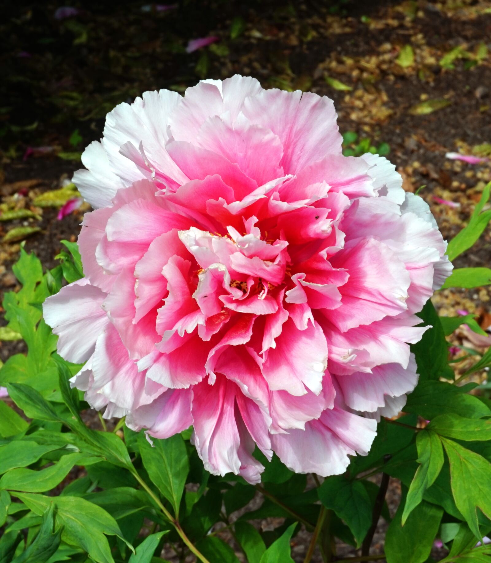 Sony Alpha a5000 (ILCE 5000) sample photo. Flower, plant, nature photography