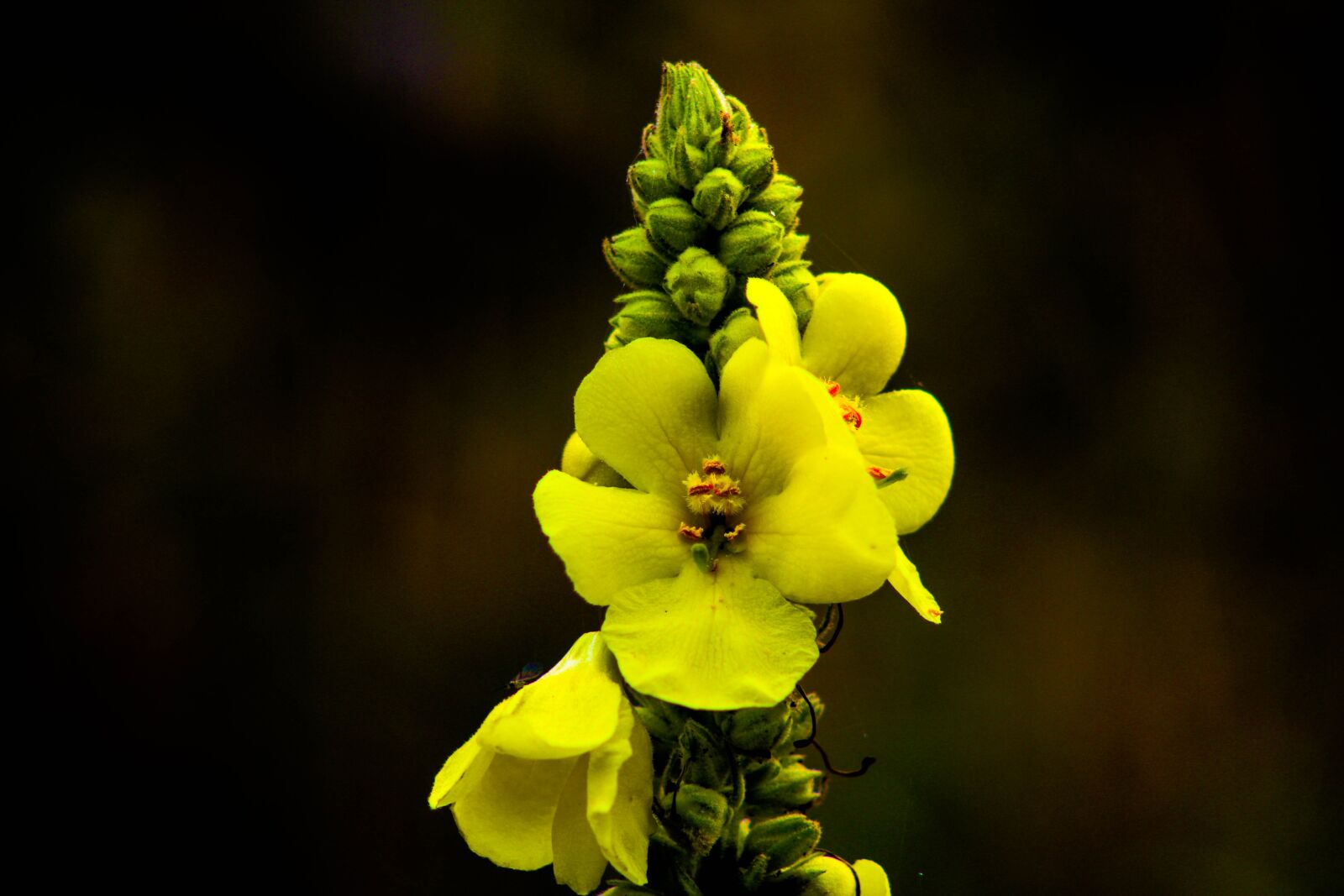 Canon EOS 2000D (EOS Rebel T7 / EOS Kiss X90 / EOS 1500D) sample photo. Flower, yellow, nature photography