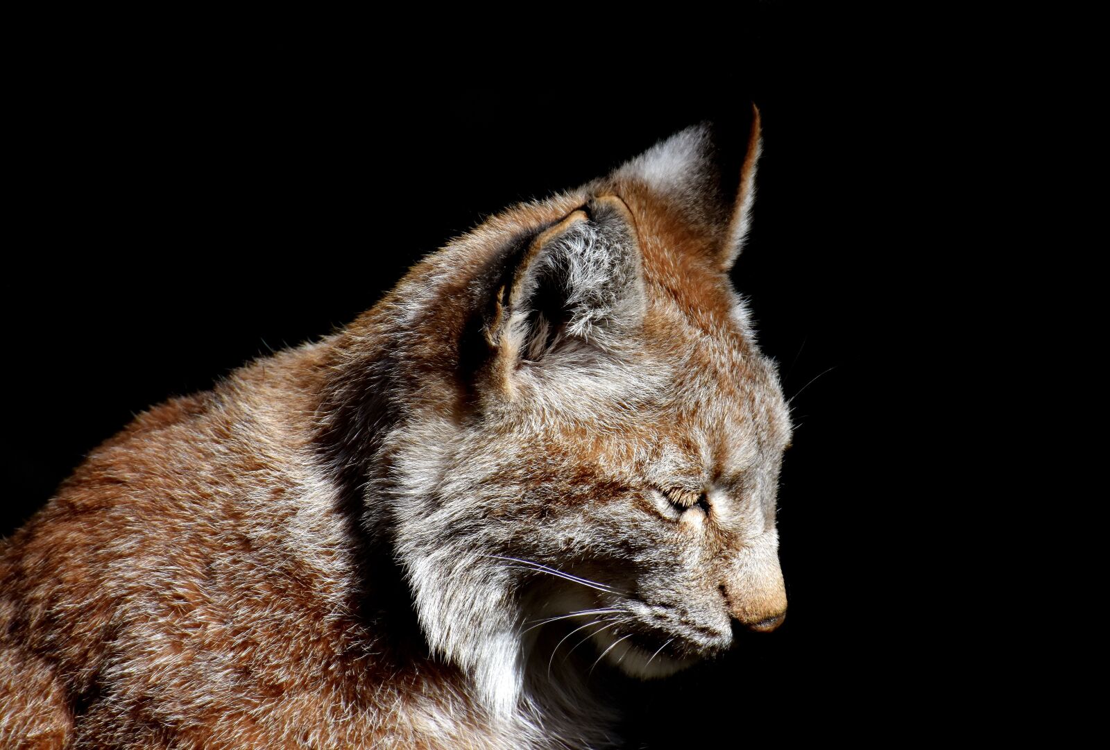 Nikon D7200 sample photo. Lynx, wild animal, wildcat photography