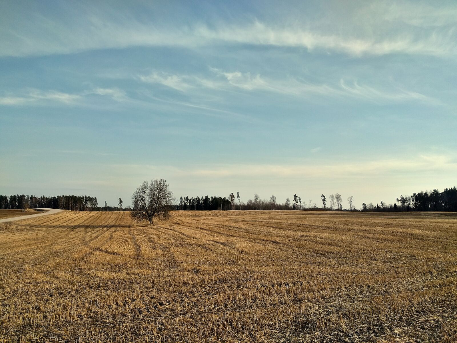 Google Nexus 6P sample photo. Field, tree, landscape photography