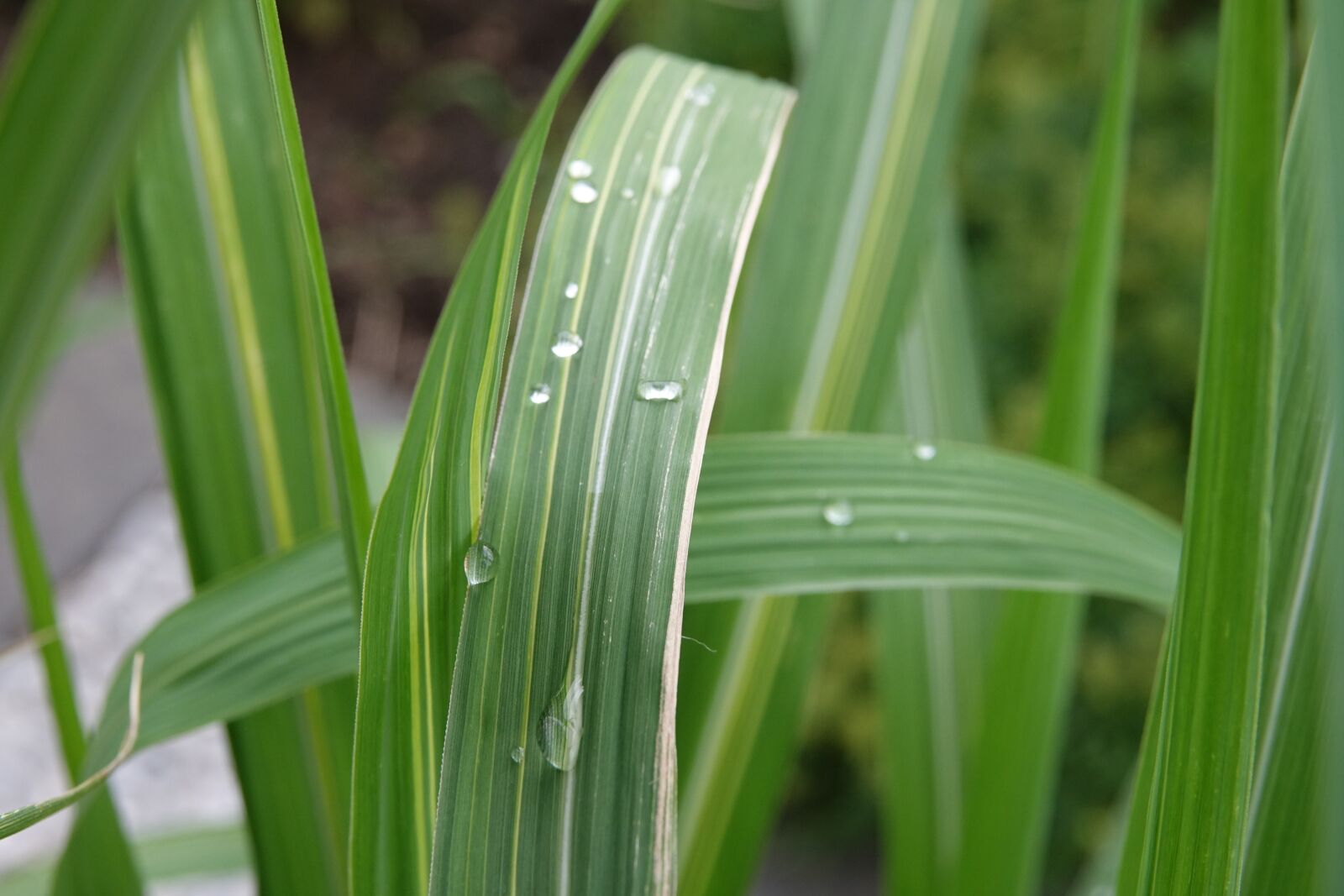 Sony Cyber-shot DSC-RX10 III sample photo. Plants raindrops, nature, green photography