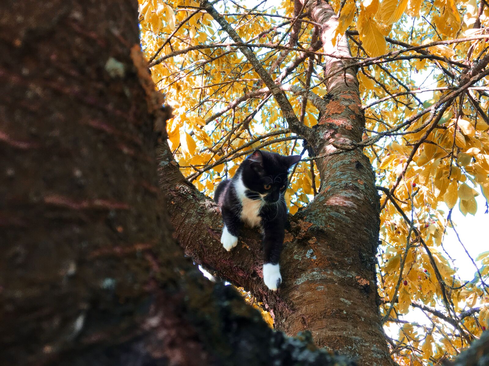 Apple iPhone 6s sample photo. Cat, tree, play photography