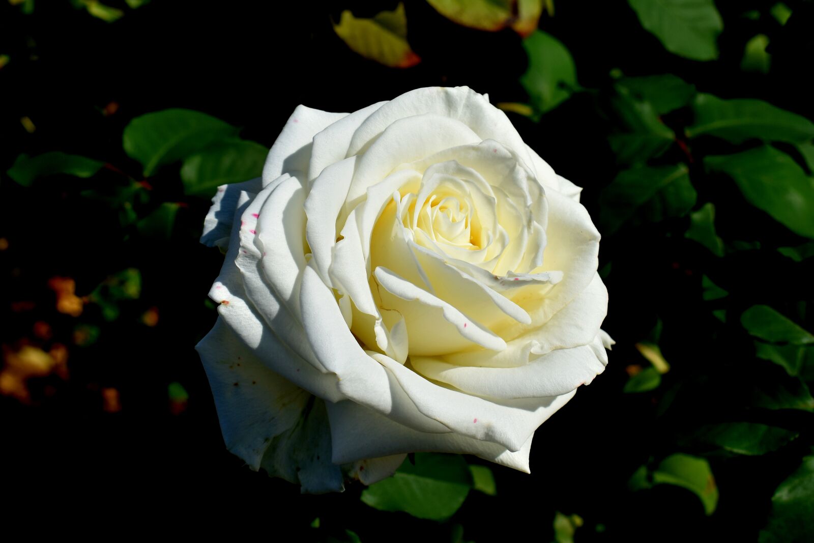 Nikon D3500 sample photo. Rose, white, flower photography