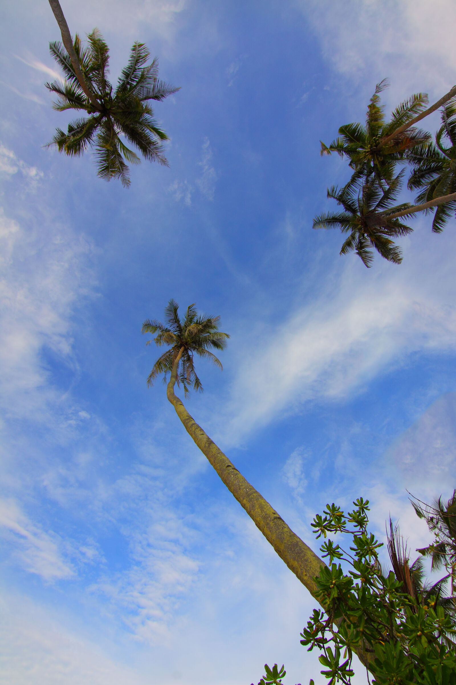 Canon EOS 50D sample photo. Clouds, coconut, trees, daylight photography