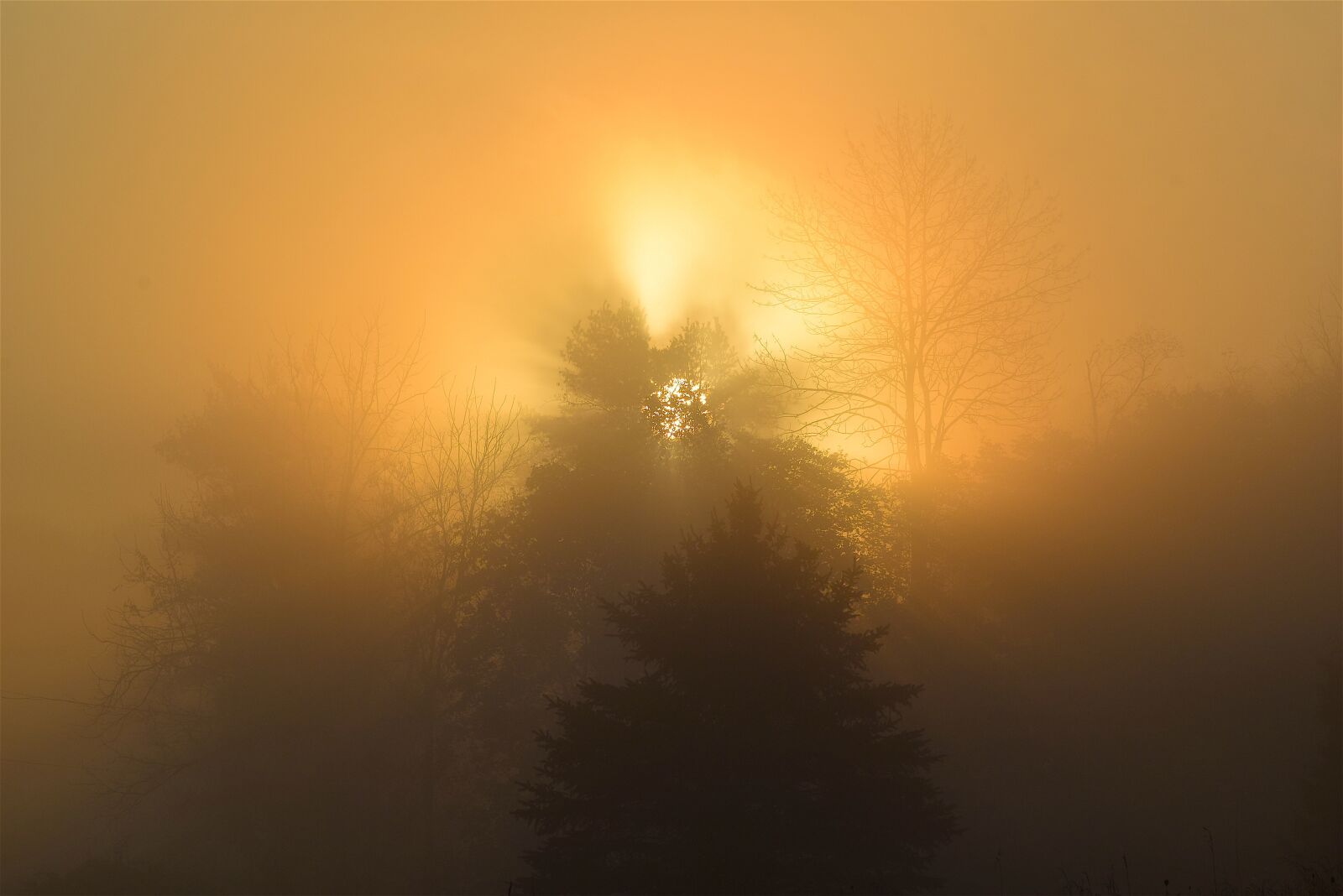 Nikon D3300 sample photo. Sunrise, fog, tree photography