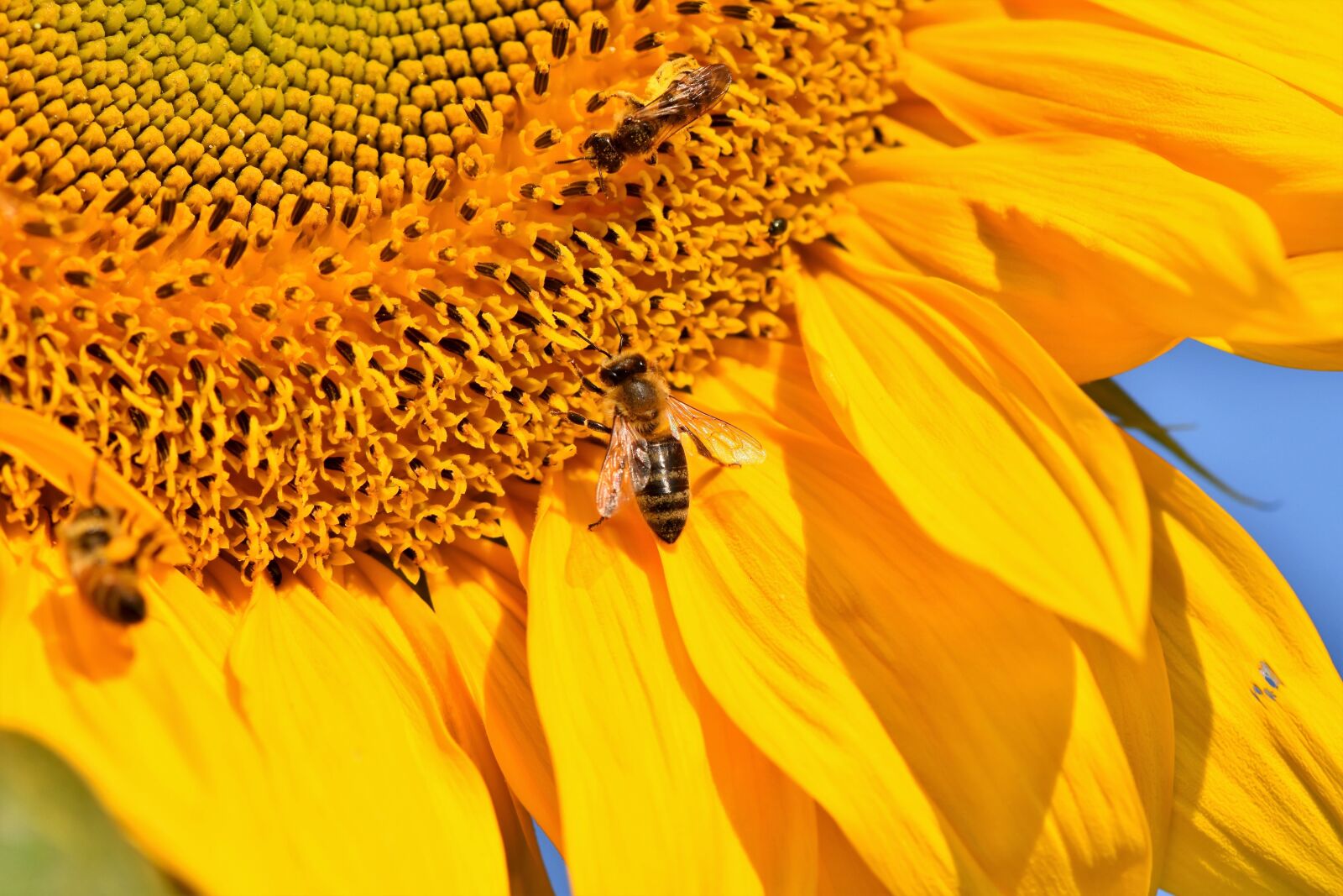 Nikon D7200 sample photo. Sunflower, bee, insect photography