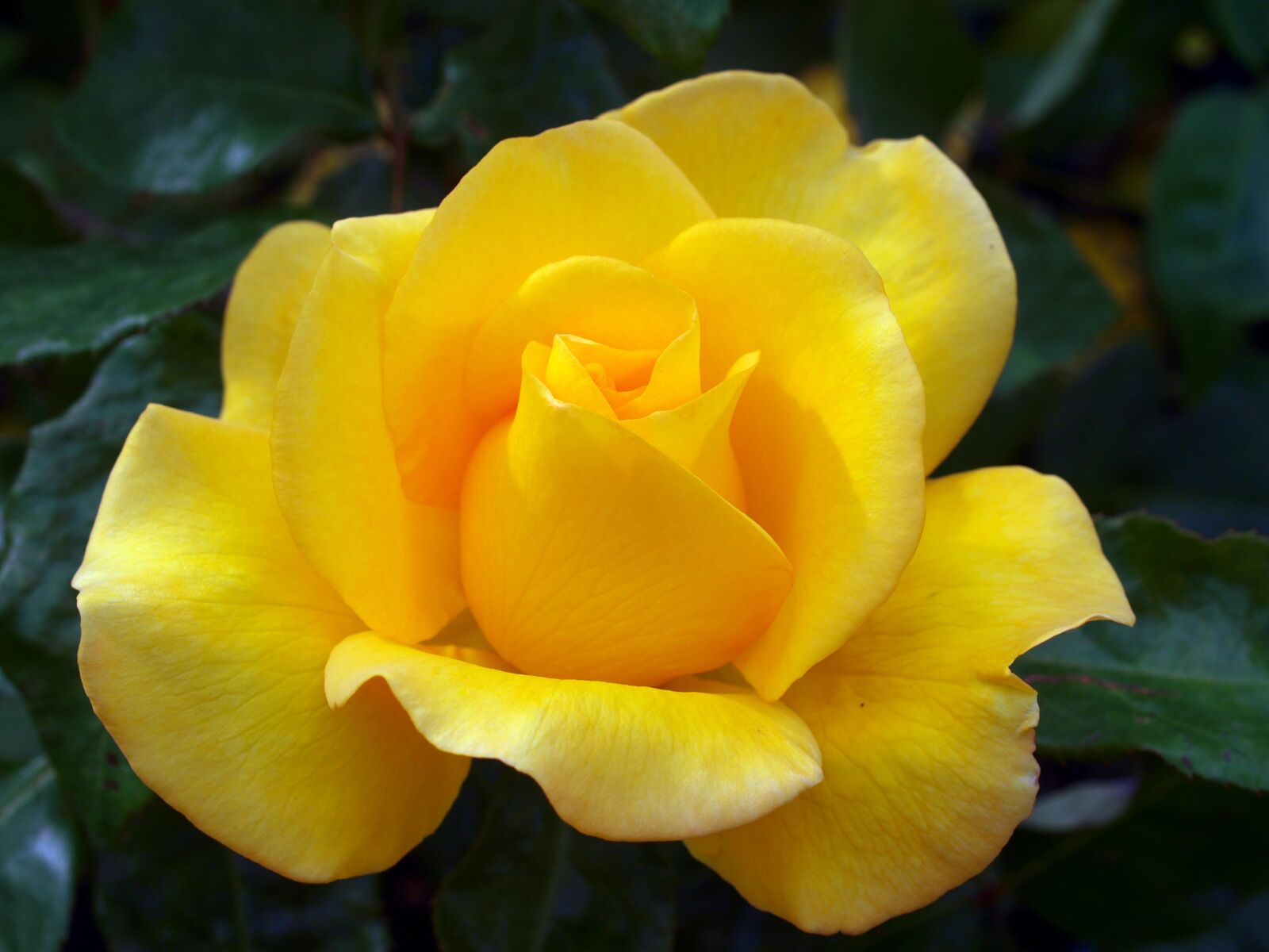 Olympus E-520 (EVOLT E-520) sample photo. Flower, roses, bloom photography