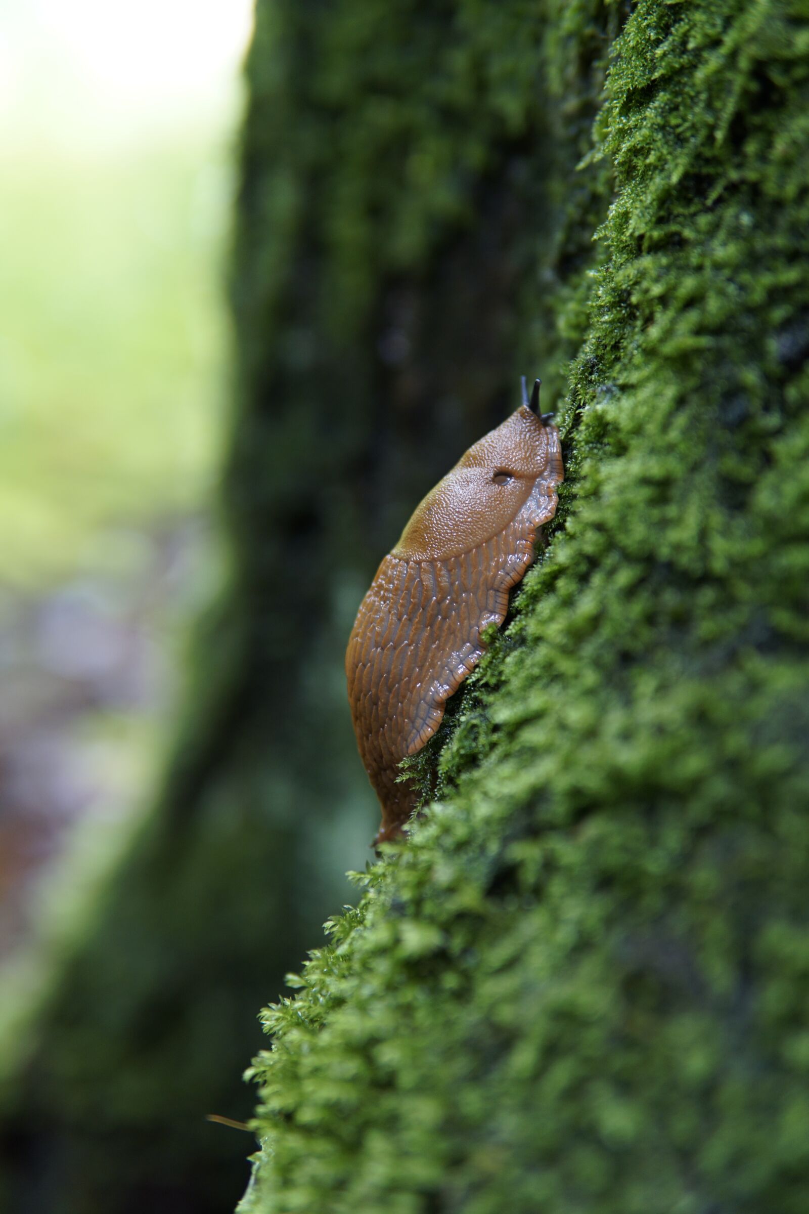 30mm F1.4 DC DN | Contemporary 016 sample photo. Slug, snail, moss photography