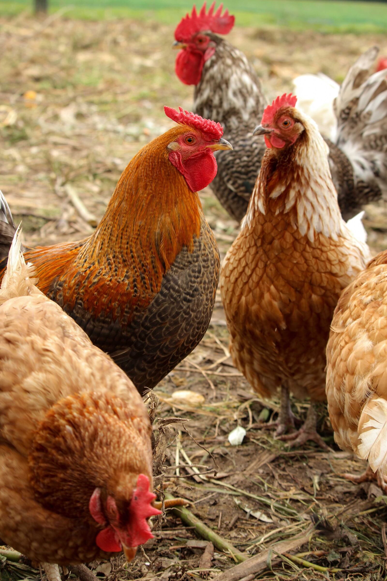Canon EF-S 55-250mm F4-5.6 IS STM sample photo. Chickens, roosters, farm photography