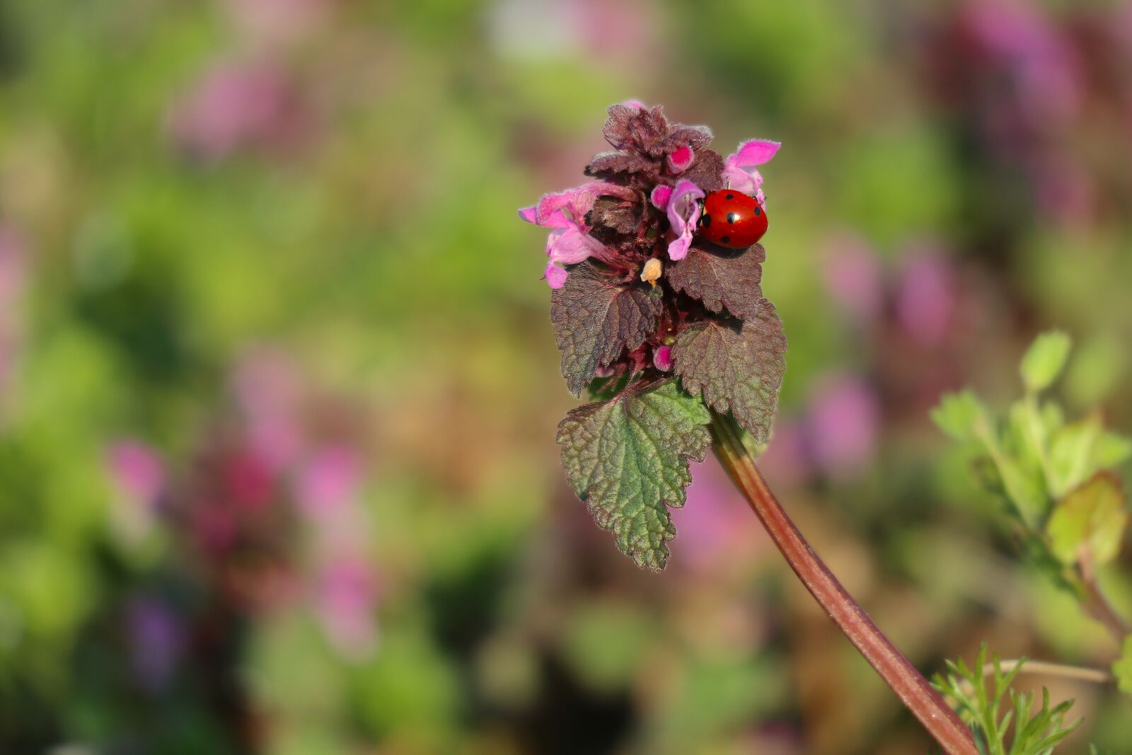 Canon EOS M100 + Canon EF-M 55-200mm F4.5-6.3 IS STM sample photo. Ladybug, red, insect photography