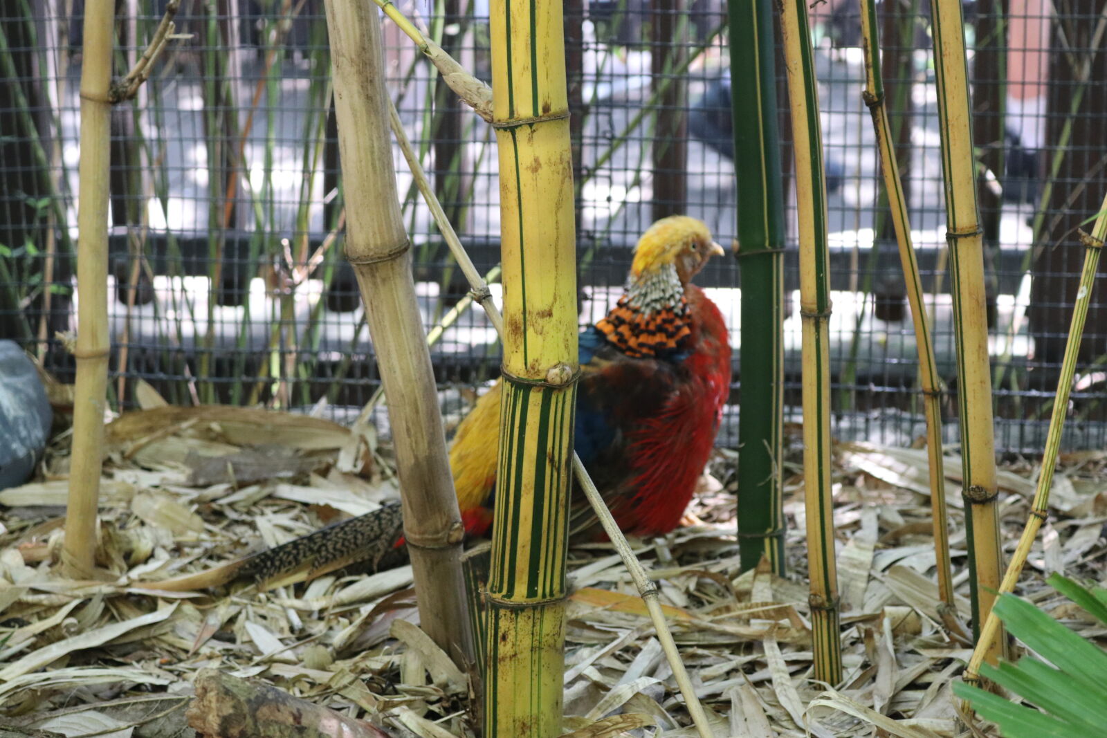 Canon EOS 80D sample photo. Birds, faisan, zoo photography
