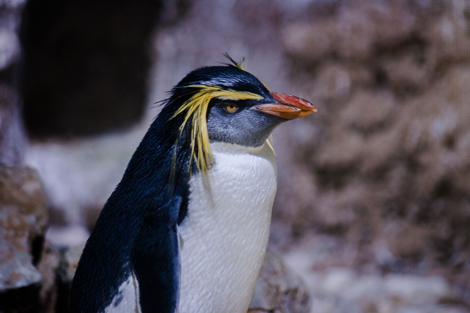 Canon EOS 400D (EOS Digital Rebel XTi / EOS Kiss Digital X) sample photo. Penguin, bird, rockhopper penguin photography