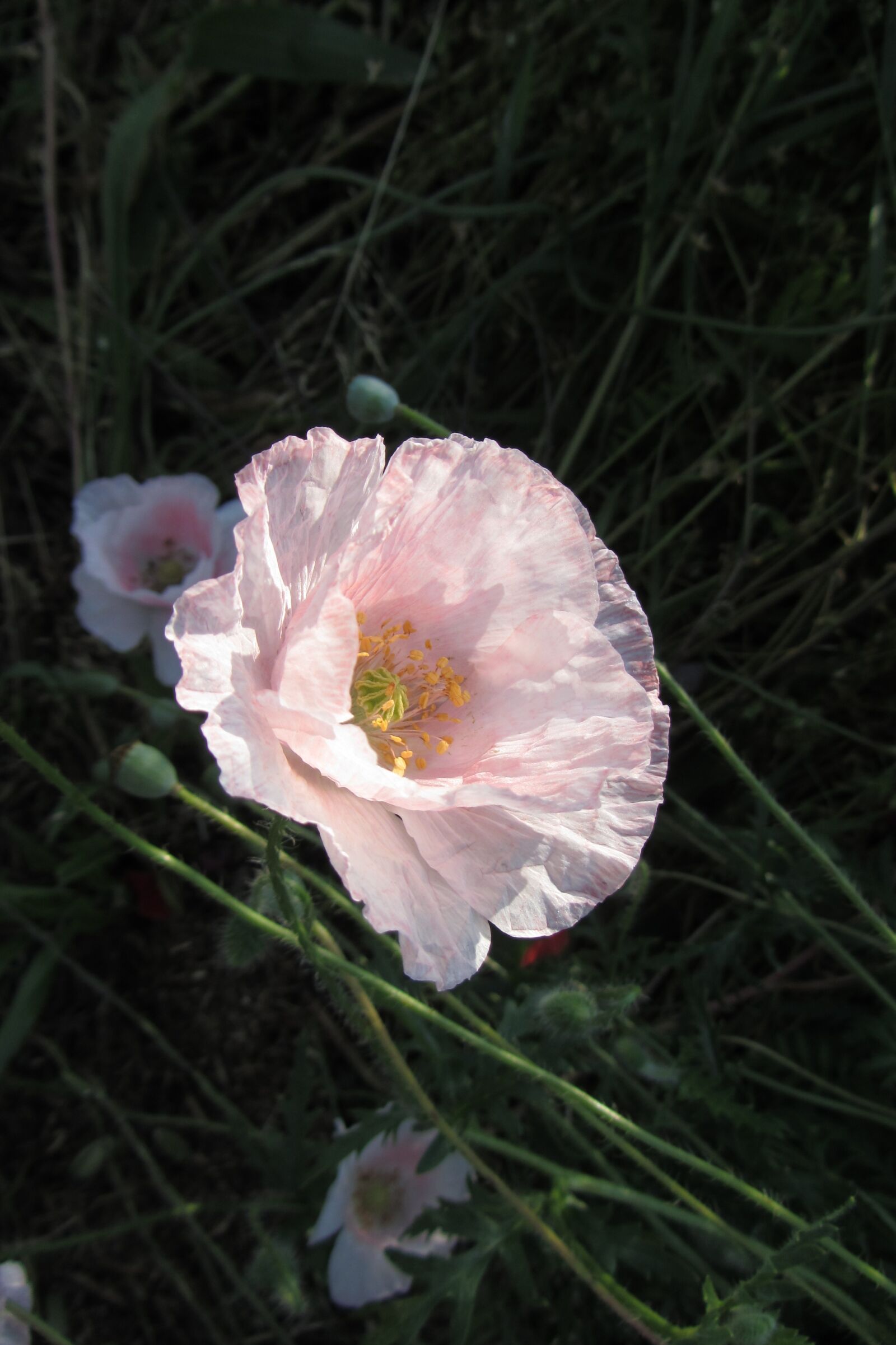 Canon PowerShot SX220 HS sample photo. Poppy, nature, land photography