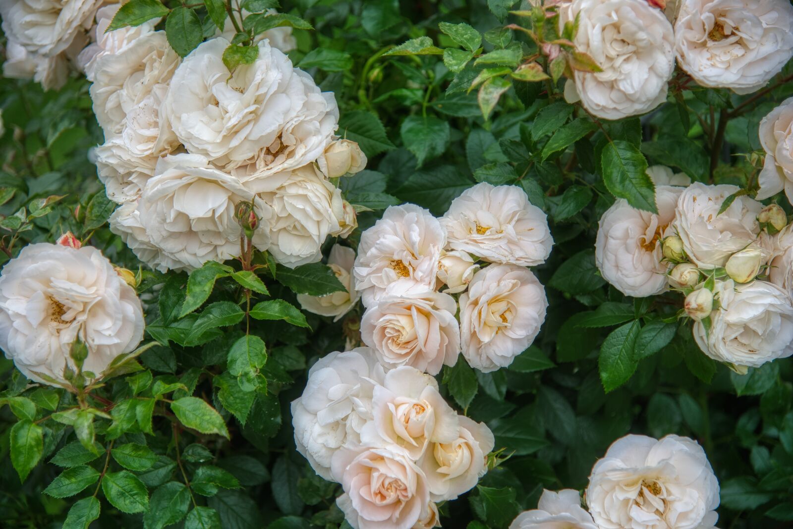 Nikon D750 sample photo. Rose bush, rosebush, rose photography