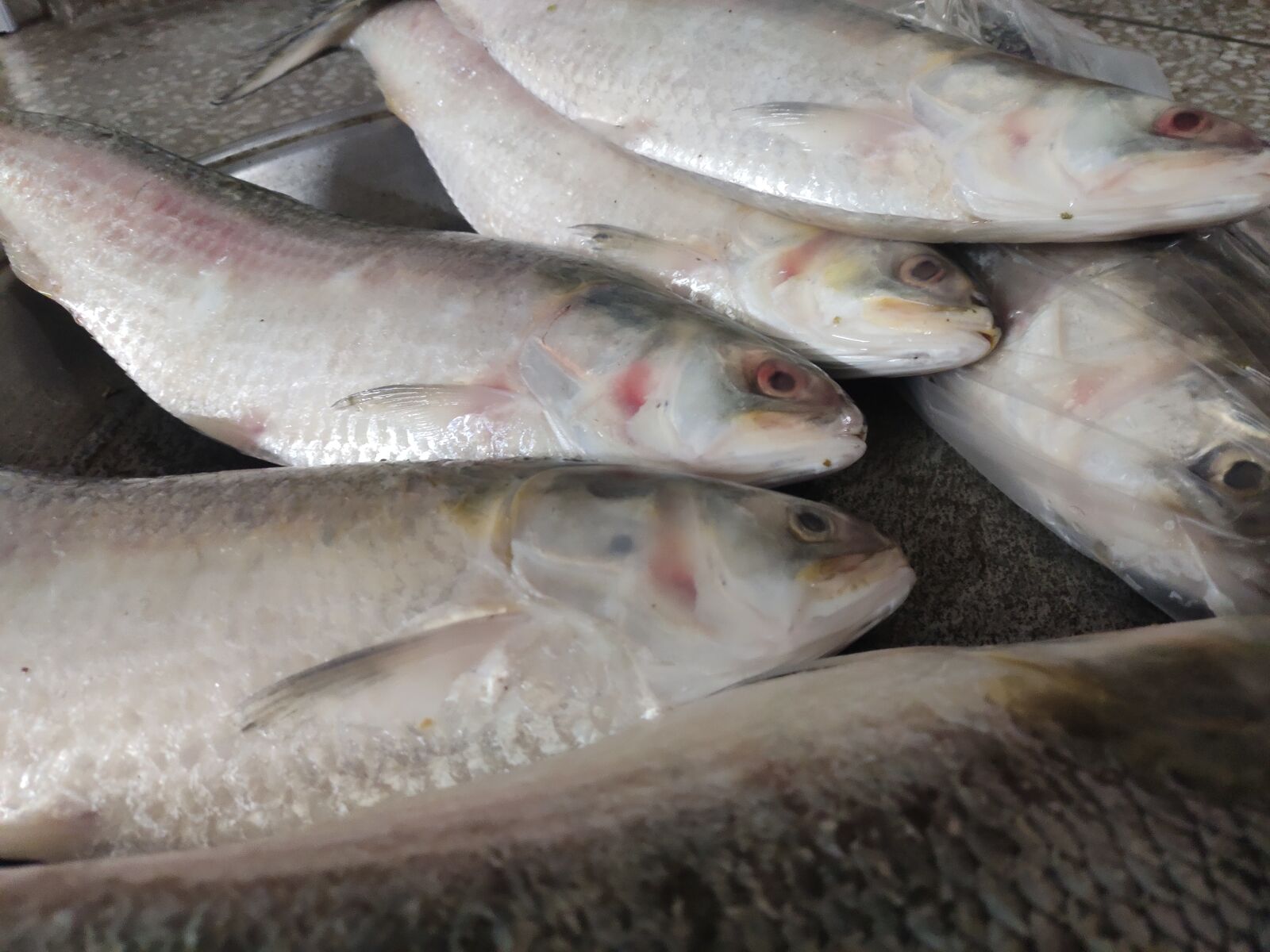 Xiaomi Redmi Note 7 Pro sample photo. Ilish, hilsa, fish photography