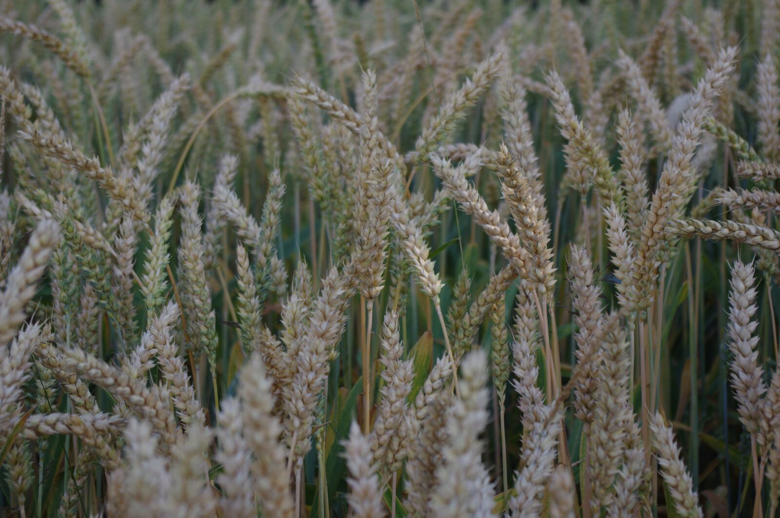 Pentax K-3 sample photo. Cereals, grain, field photography