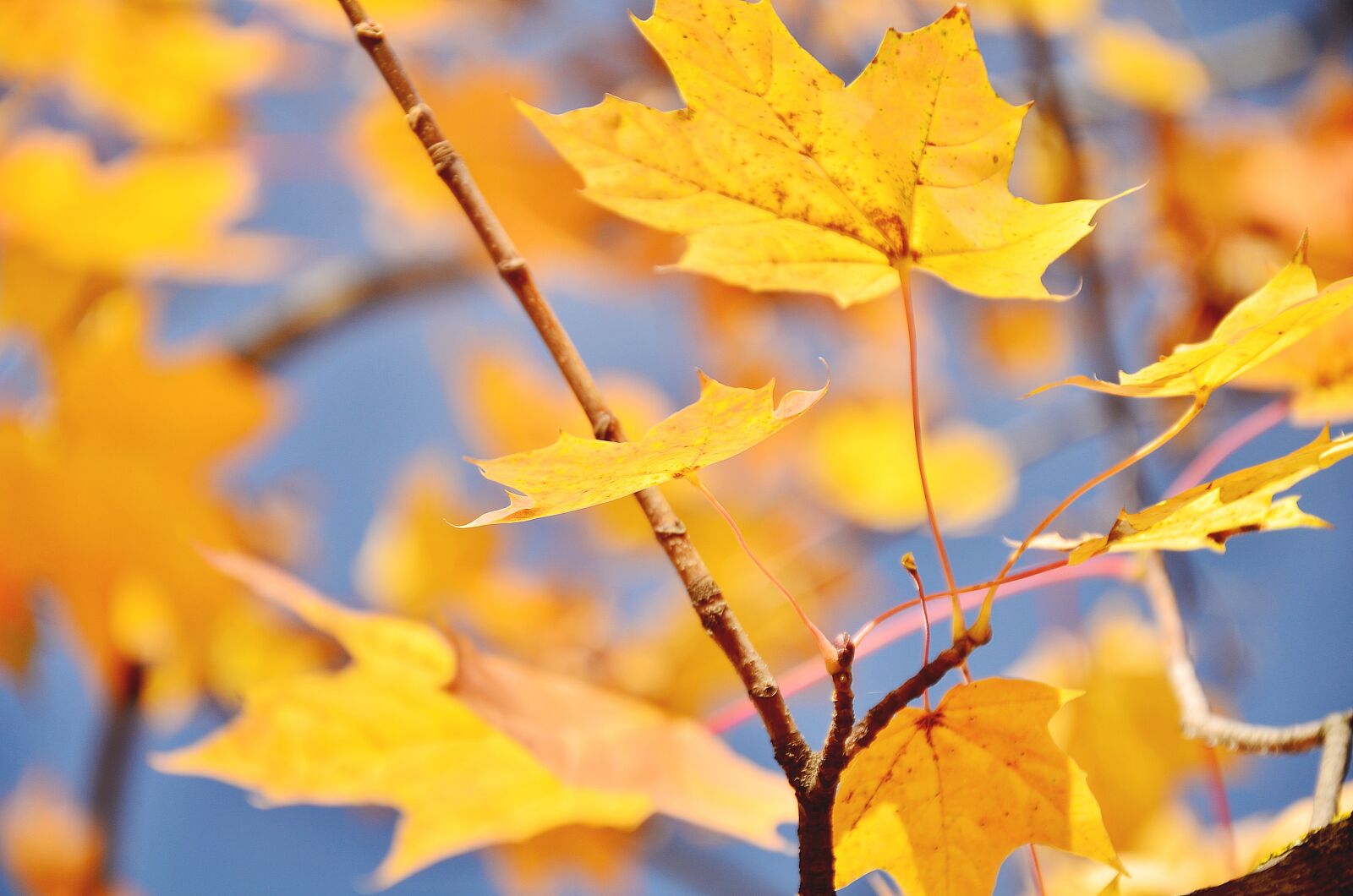 Nikon D7000 sample photo. Autumn, maple, lyrics photography