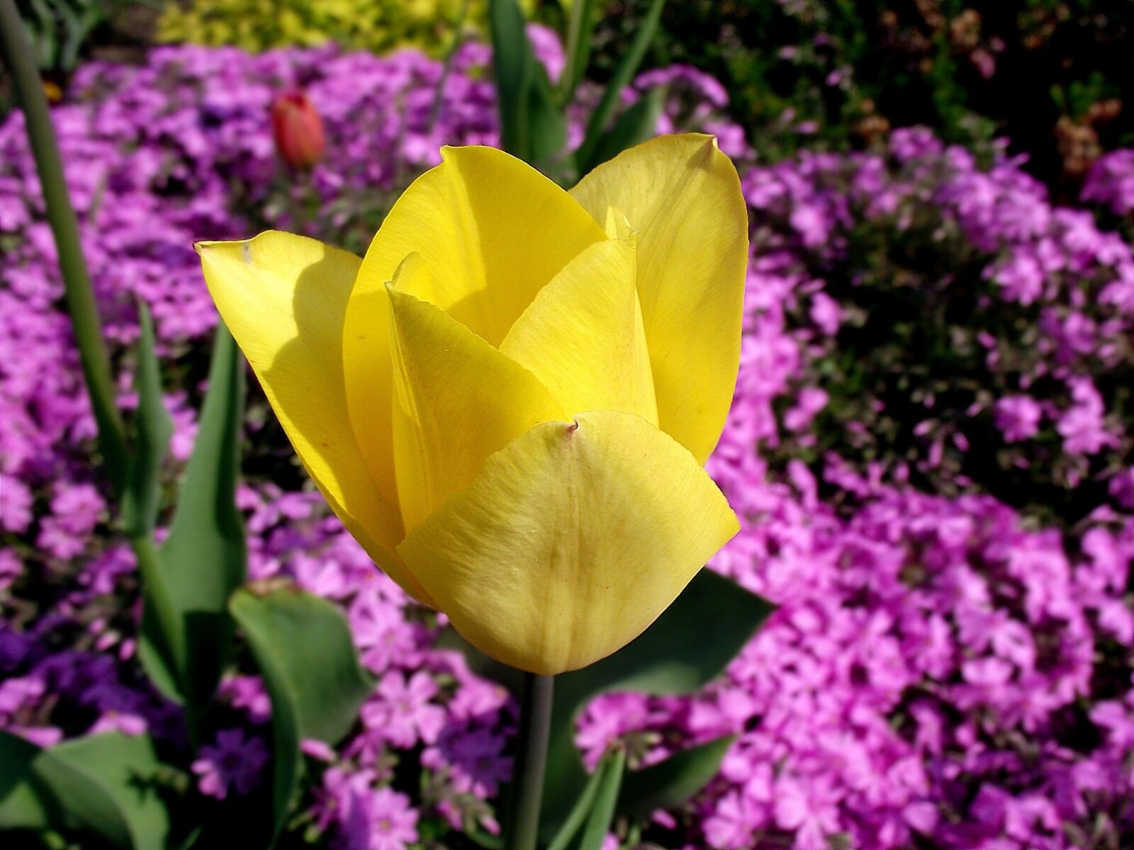 FujiFilm FinePix S1600 (FinePix S1770) sample photo. Flower, tulip, yellow photography