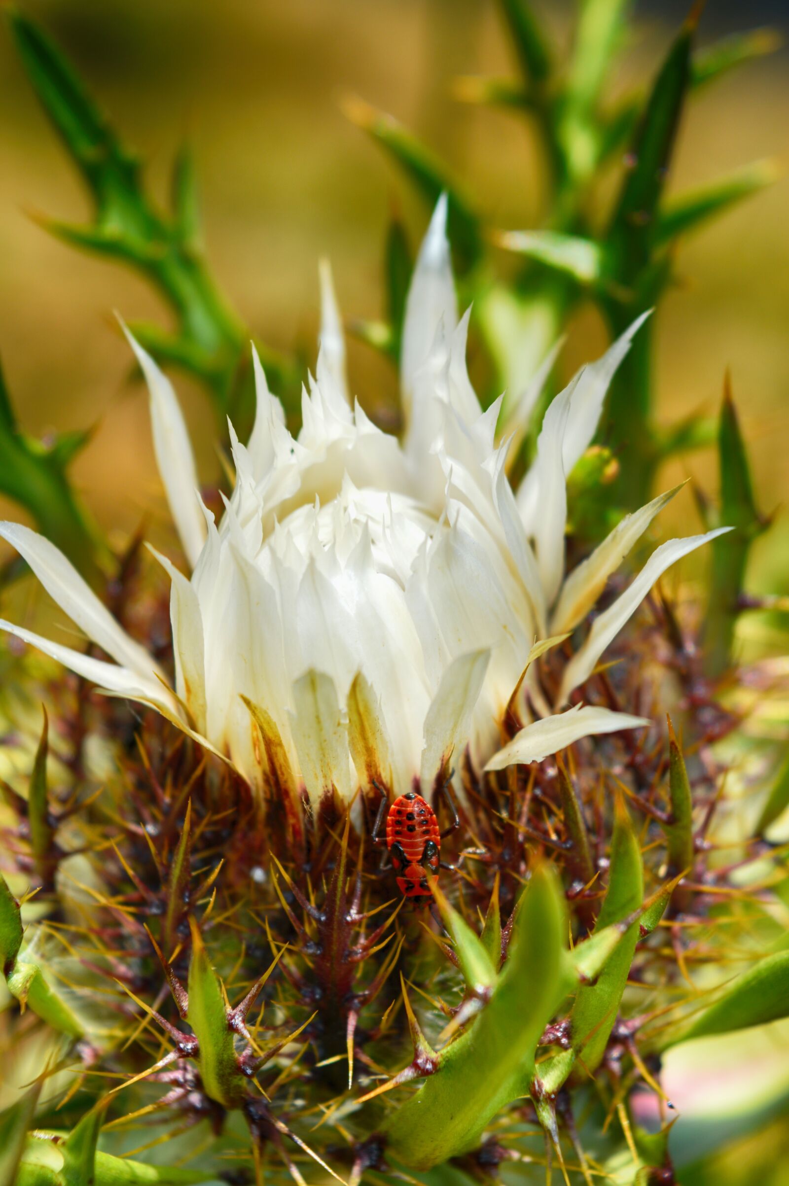 Nikon D3200 sample photo. Flower, insect, mountain photography