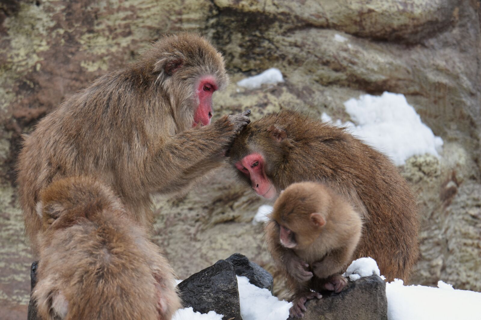 Nikon D7200 sample photo. Animal, saruyama, monkey photography
