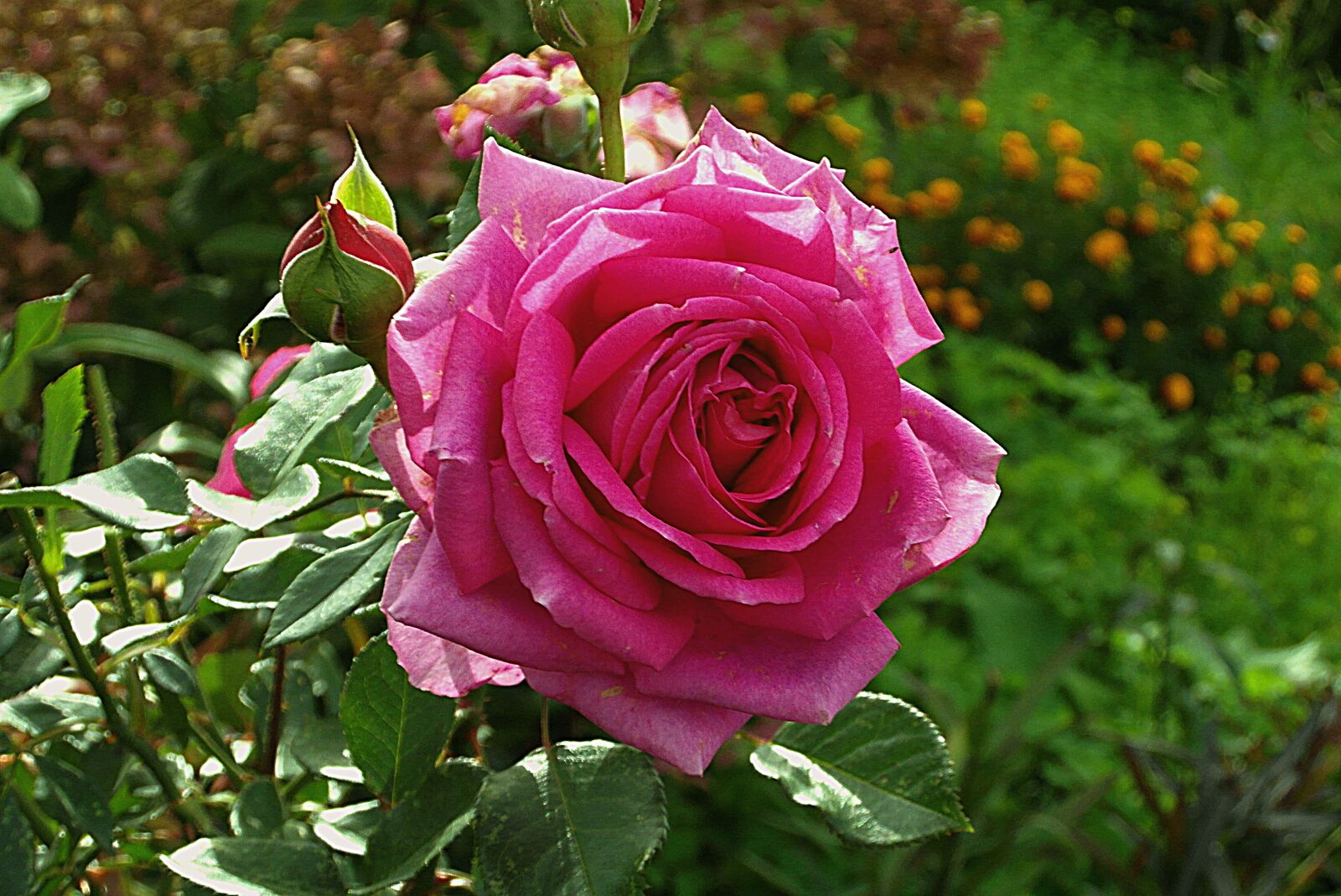 Samsung WB750 sample photo. Rose, flower, pink photography