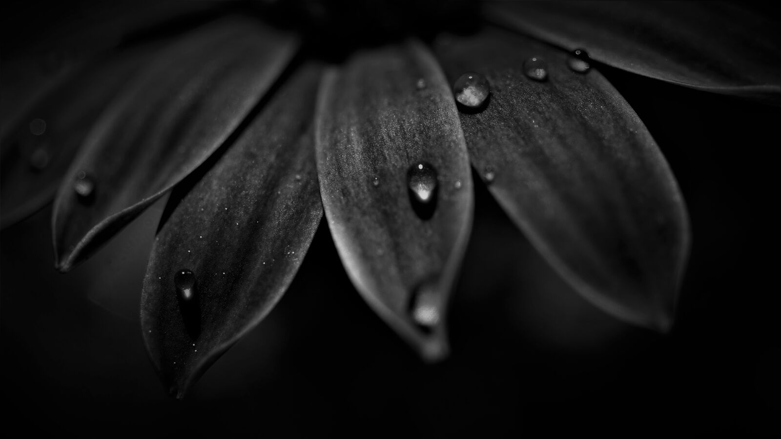 Sony a6000 + Sony E 30mm F3.5 Macro sample photo. Petals, black white, dark photography
