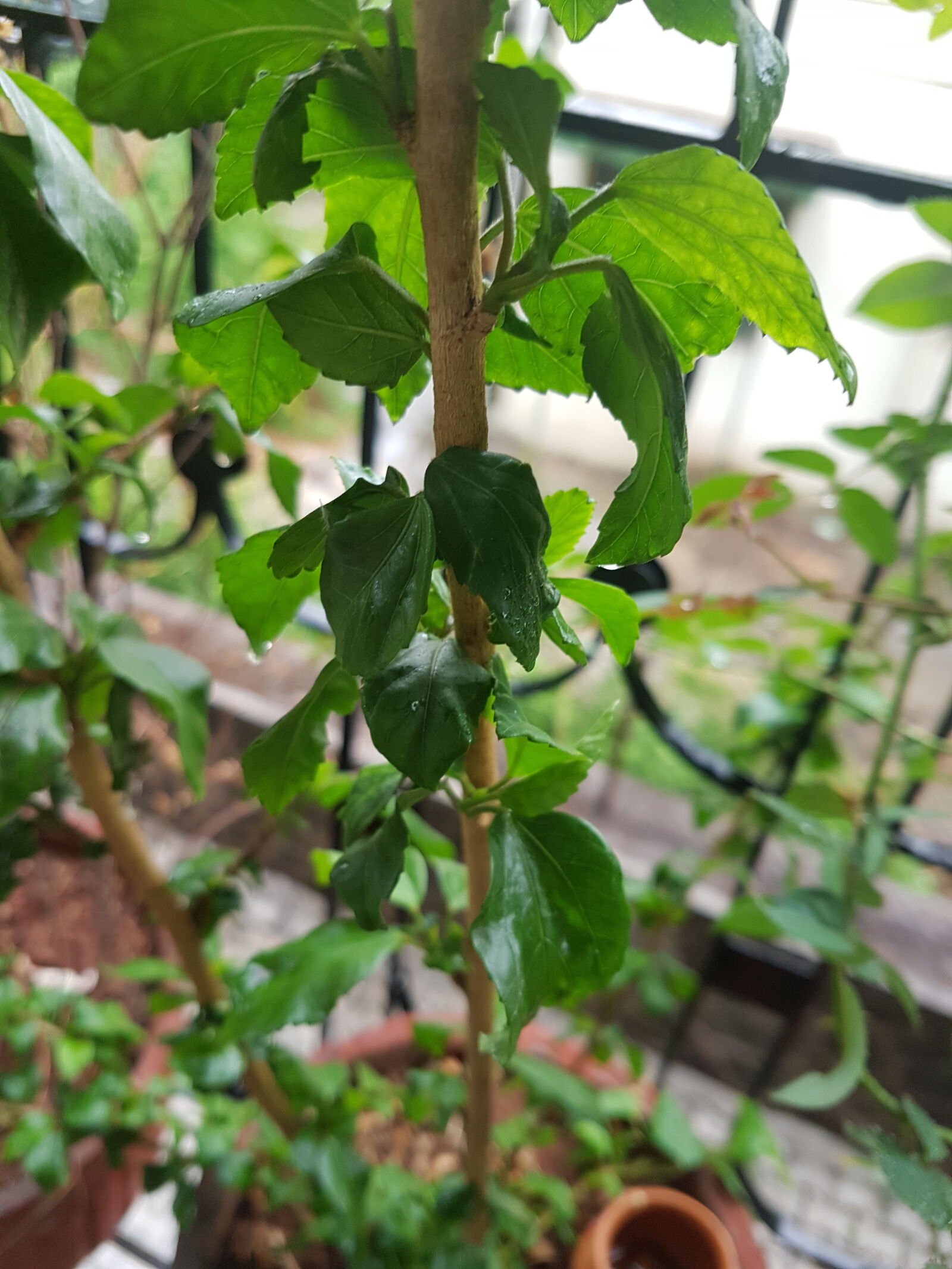 Samsung Galaxy S7 Edge sample photo. India, nature photography