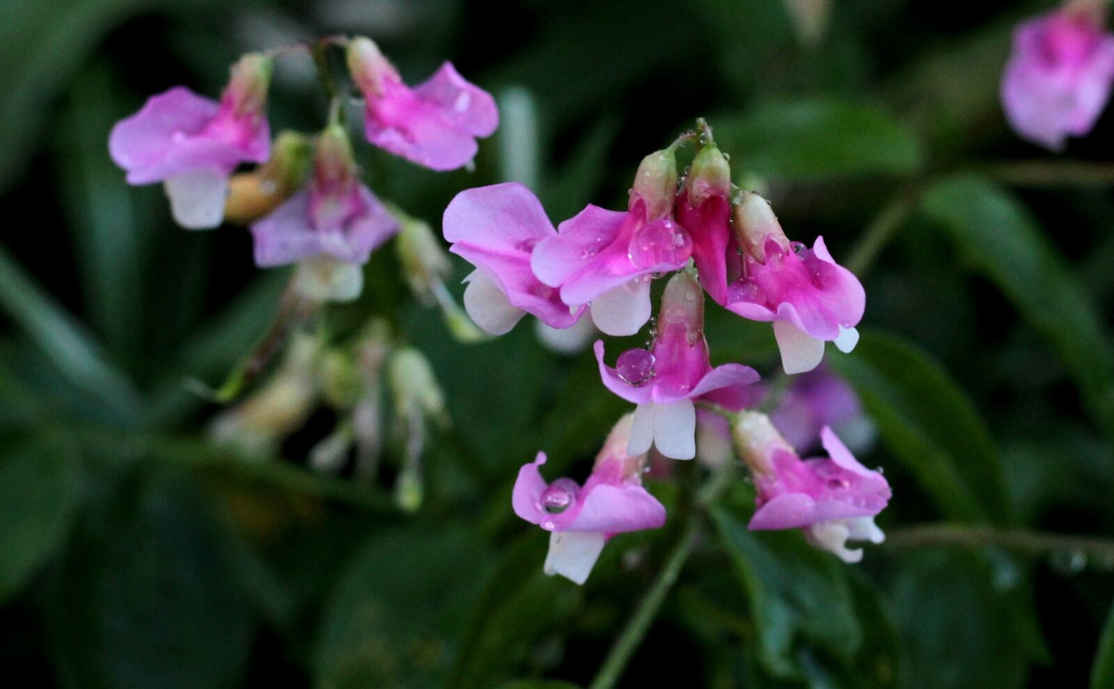 Canon EOS 600D (Rebel EOS T3i / EOS Kiss X5) + Canon EF 50mm F1.8 STM sample photo. Lathyrus vernus rosenelfe, rose photography