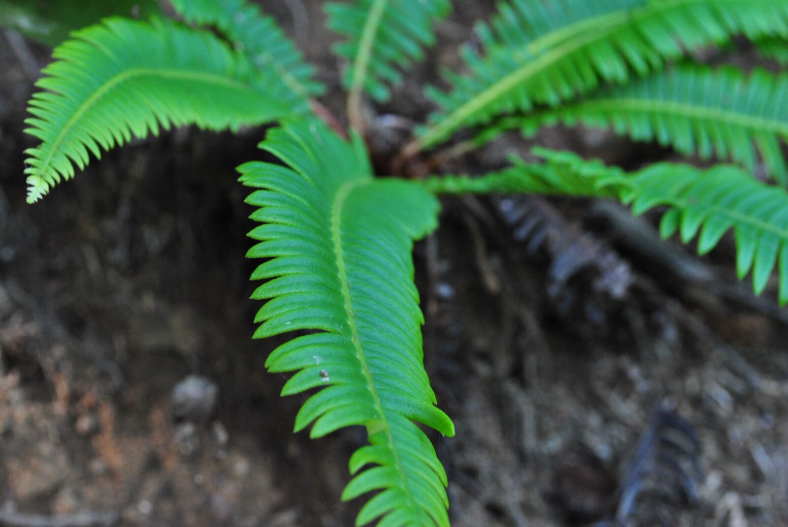 Nikon D3000 sample photo. Fern, green, plant photography