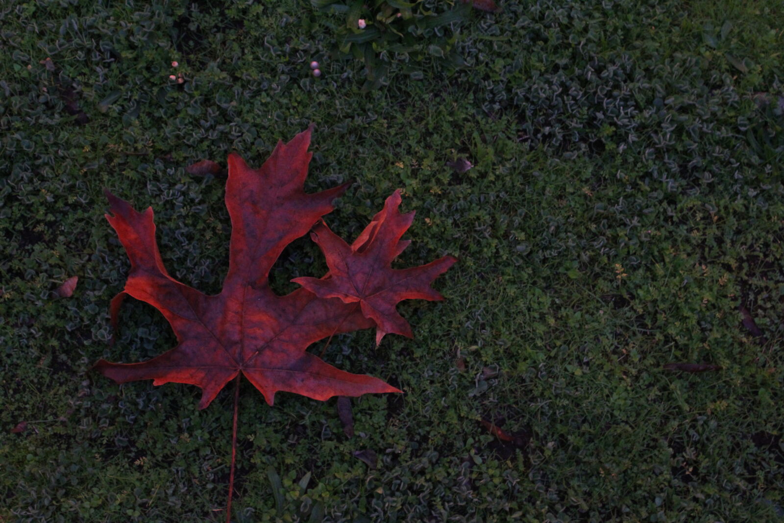 Canon EOS 1200D (EOS Rebel T5 / EOS Kiss X70 / EOS Hi) sample photo. Fall, leaf photography