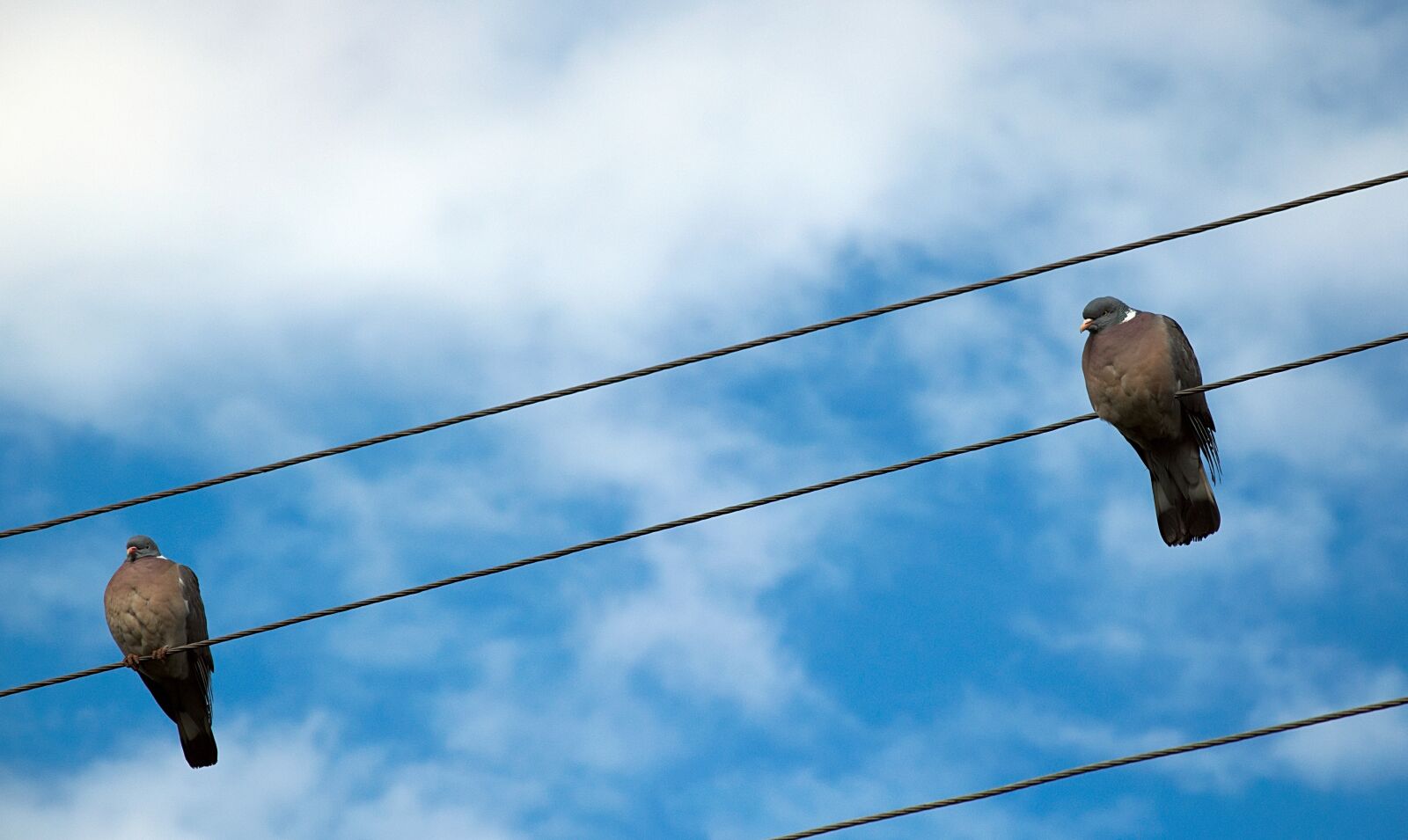 Nikon D3300 sample photo. Pigeons, power line, sit photography
