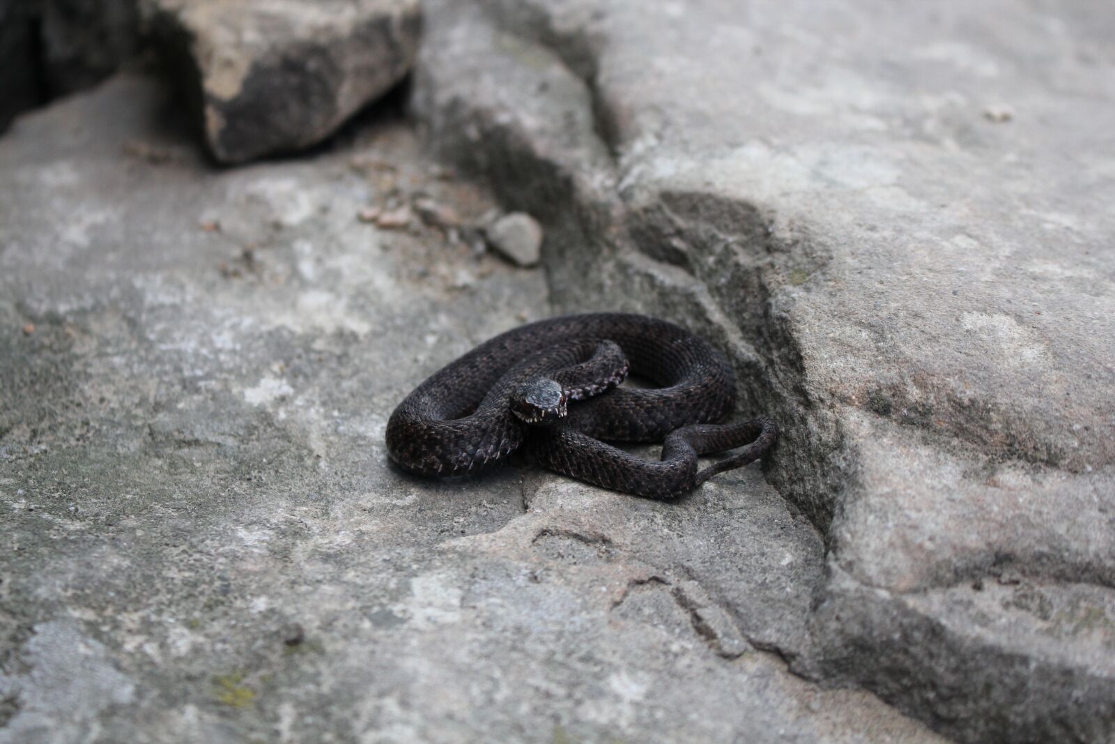 Canon EOS 550D (EOS Rebel T2i / EOS Kiss X4) sample photo. Viper, rocks, stone photography