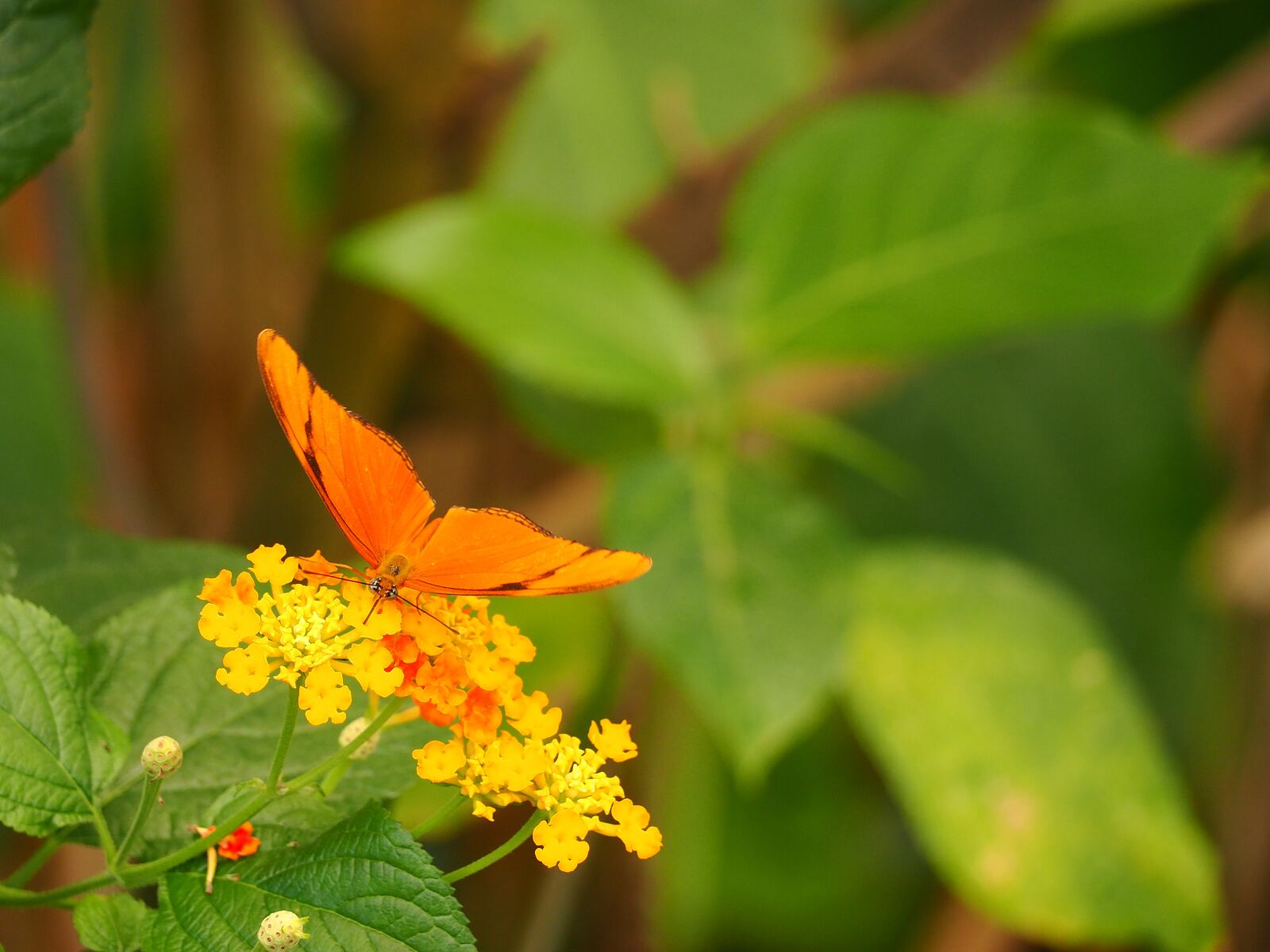 Olympus OM-D E-M10 III + Olympus M.Zuiko Digital ED 40-150mm F4-5.6 R sample photo. Insect, butterfly, close up photography