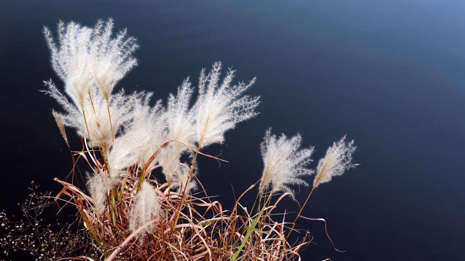 Canon EF-M 15-45mm F3.5-6.3 IS STM sample photo. Reed, flower, water photography