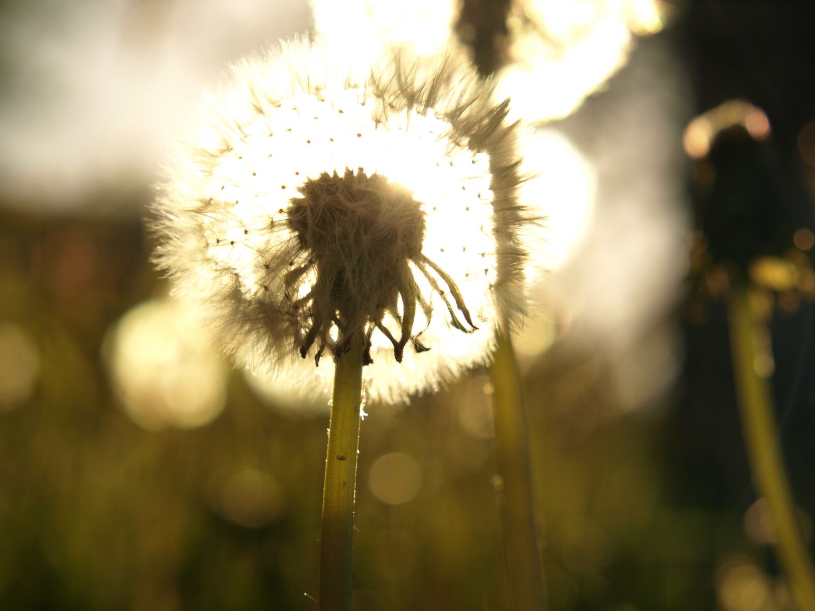 Olympus E-510 (EVOLT E-510) sample photo. Dandelions, dandelion, sonchus oleraceus photography