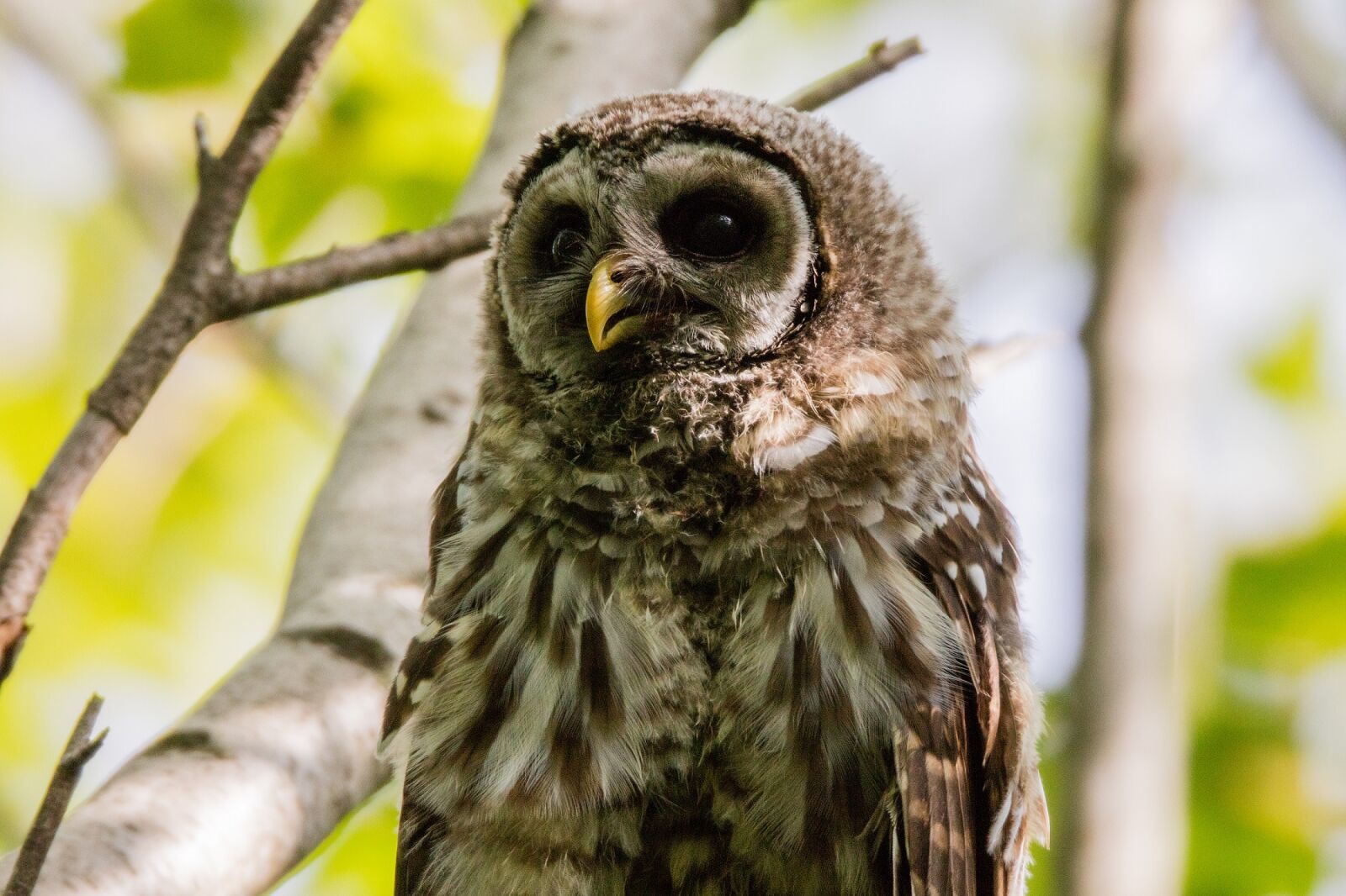 Canon EOS 5DS R sample photo. Barred owl, baby, portrait photography