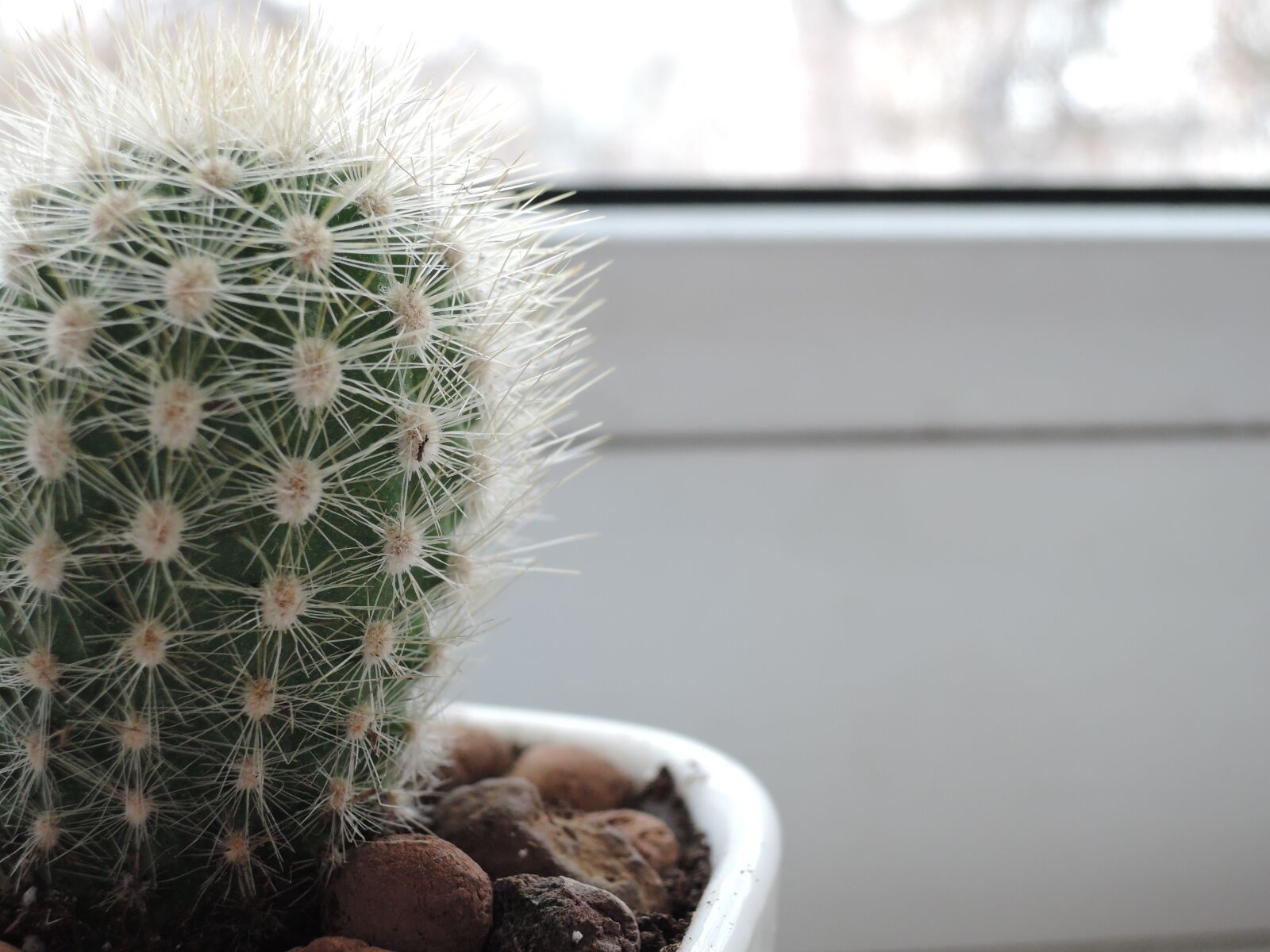 Nikon Coolpix P340 sample photo. Cactus, barb, green photography