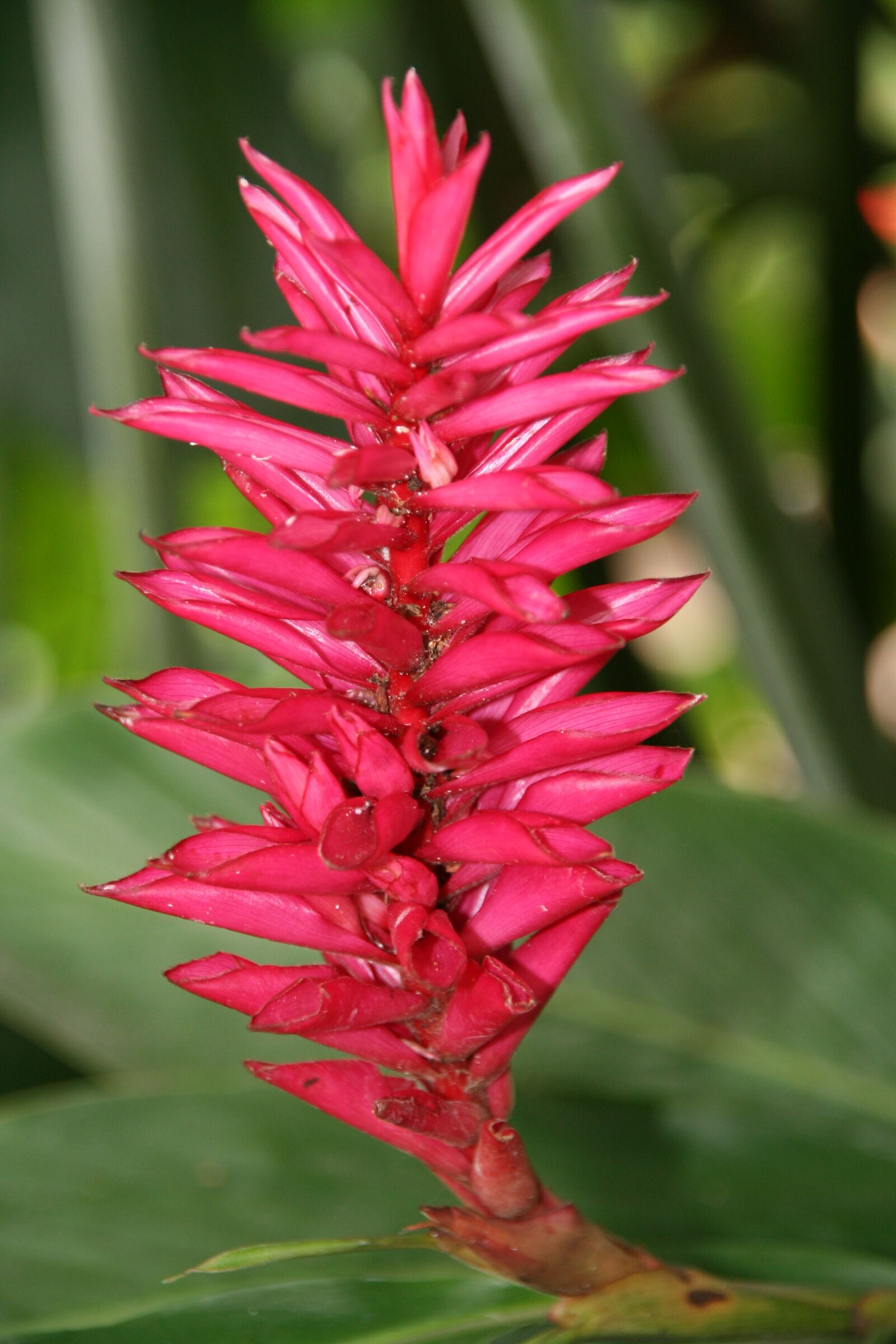 Canon EOS 350D (EOS Digital Rebel XT / EOS Kiss Digital N) sample photo. Alpinia, tropical flower, guadeloupe photography