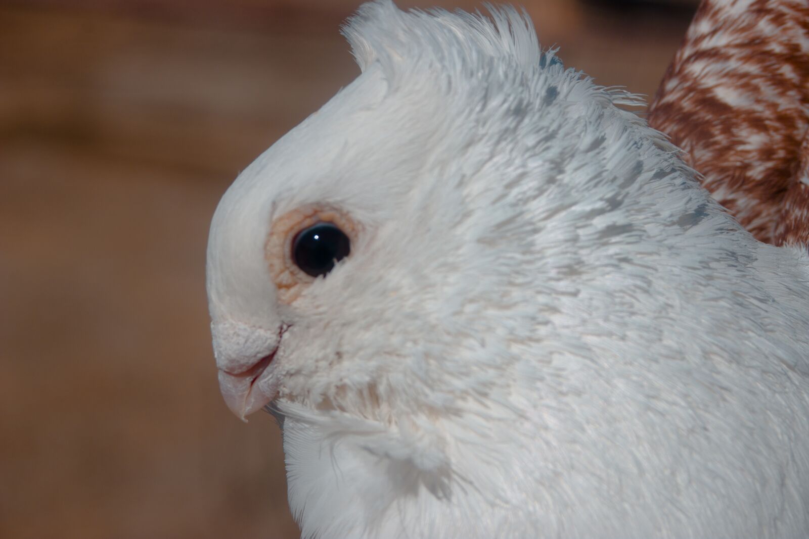 Canon EOS 600D (Rebel EOS T3i / EOS Kiss X5) + Canon EF 28-80mm f/3.5-5.6 sample photo. Pigeon, animal, bird photography