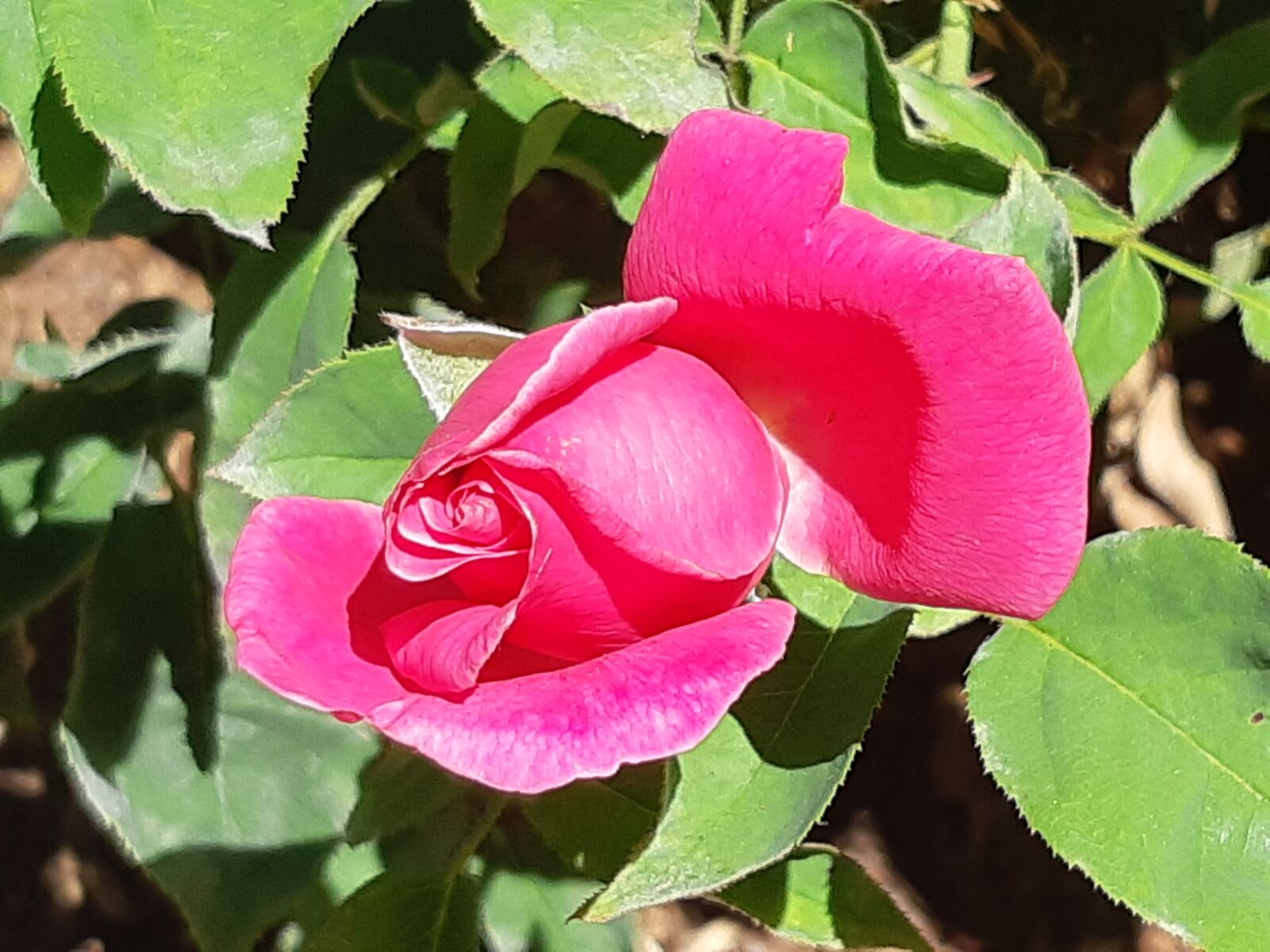 Samsung Galaxy A8(2018) sample photo. Pink roses, spring, rose photography