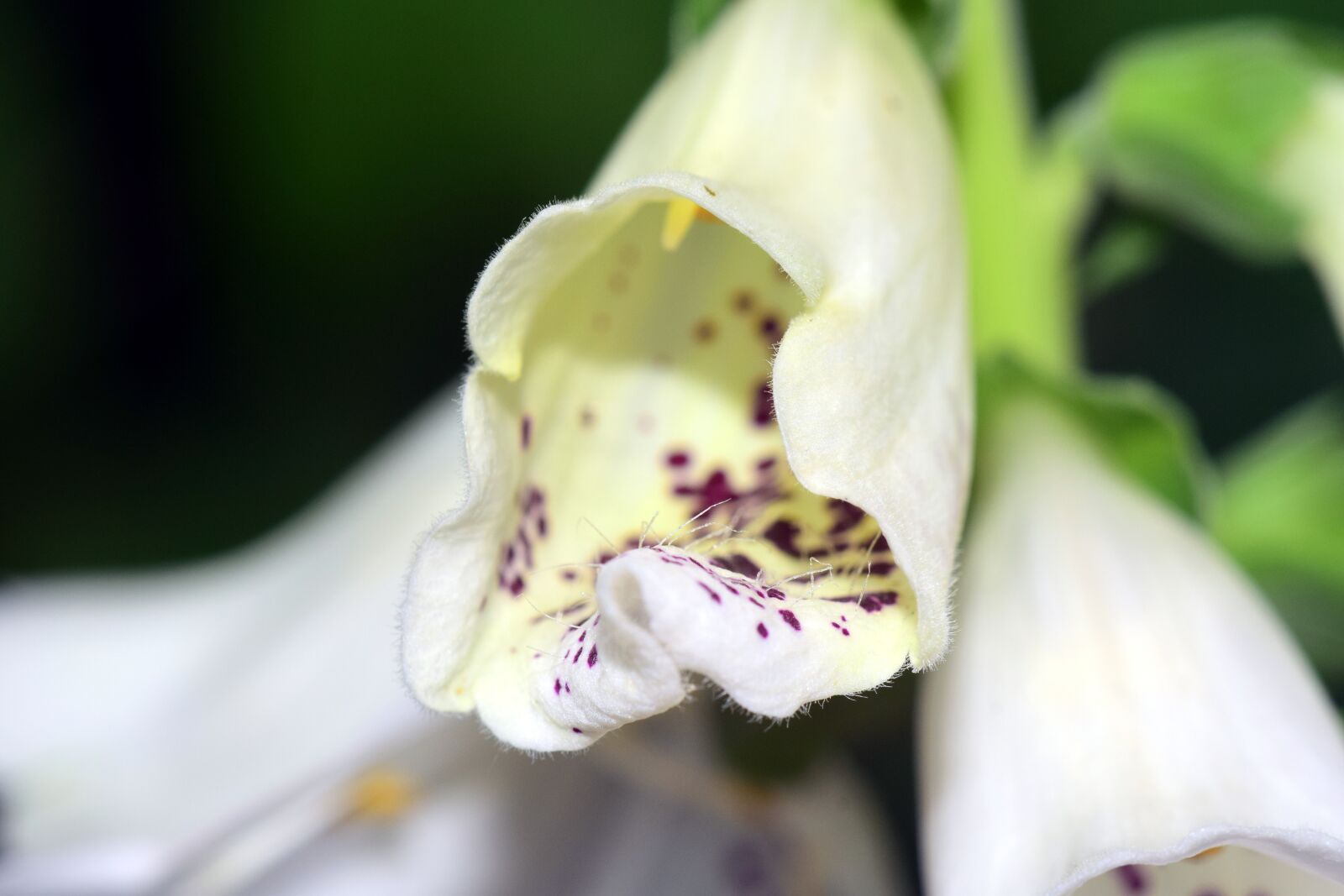 Nikon D3300 sample photo. Digitalis, thimble, toxic photography