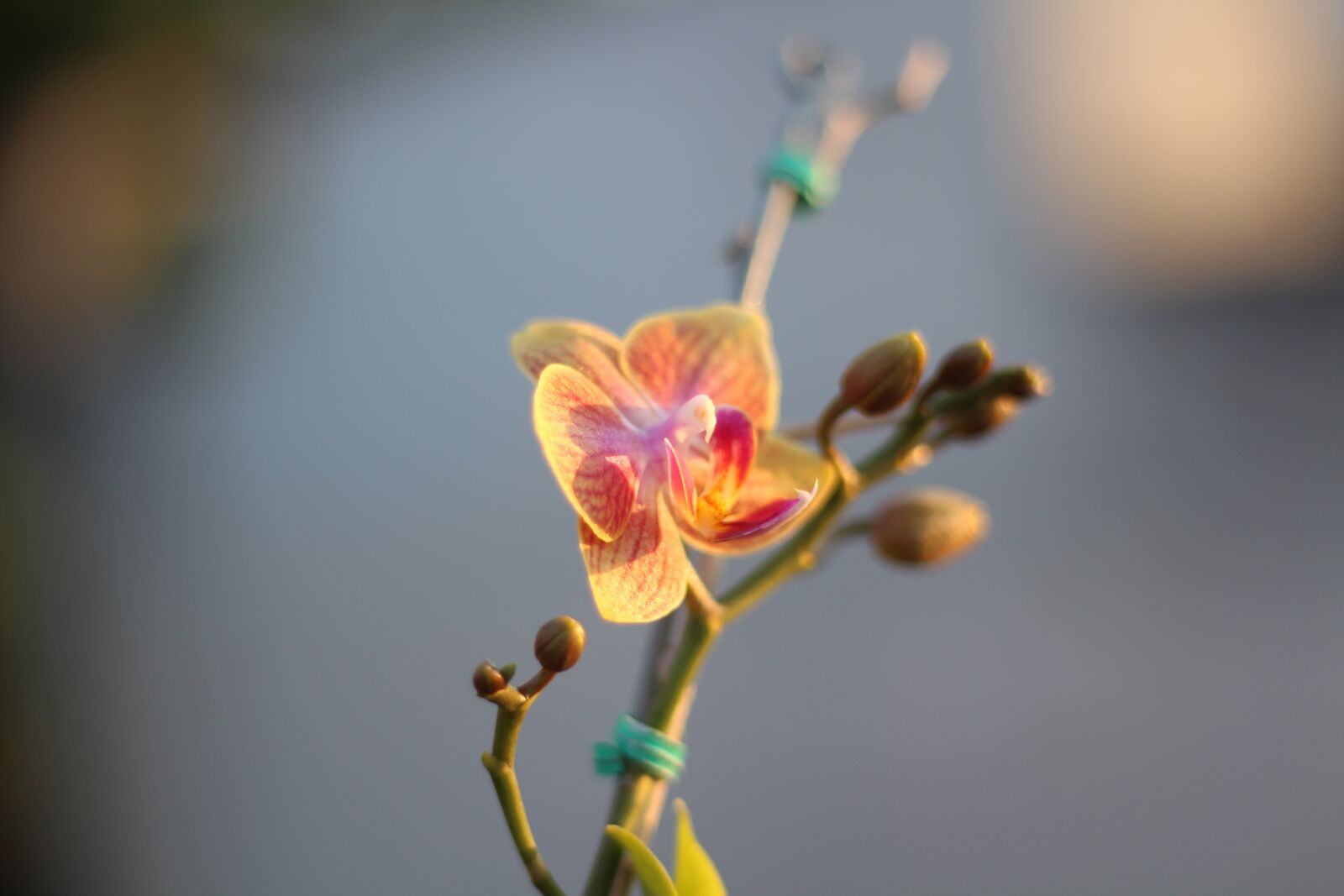 Canon EOS 700D (EOS Rebel T5i / EOS Kiss X7i) sample photo. Flower, horquídea, nature photography