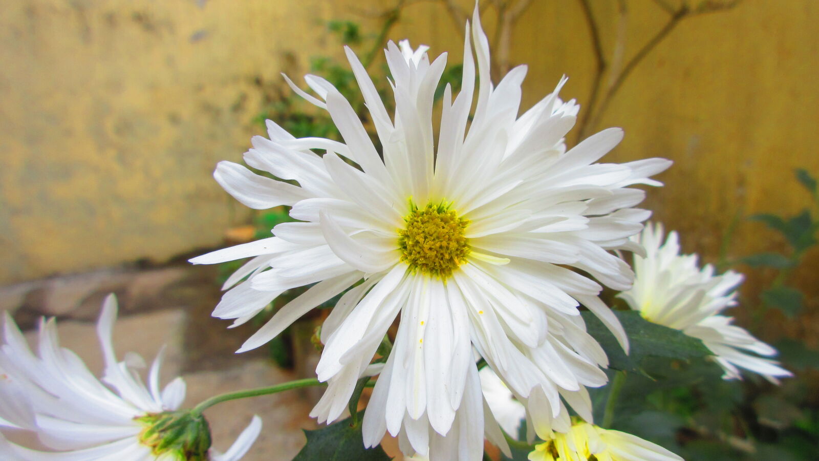 Canon PowerShot ELPH 340 HS (IXUS 265 HS / IXY 630) sample photo. Beautiful, flowers, macro, white photography