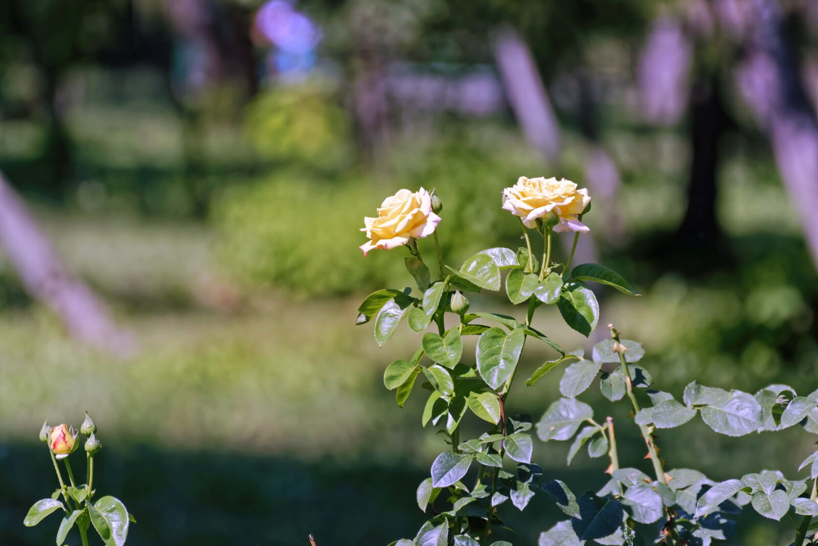 Nikon D5300 sample photo. Flowers, buds, garden photography
