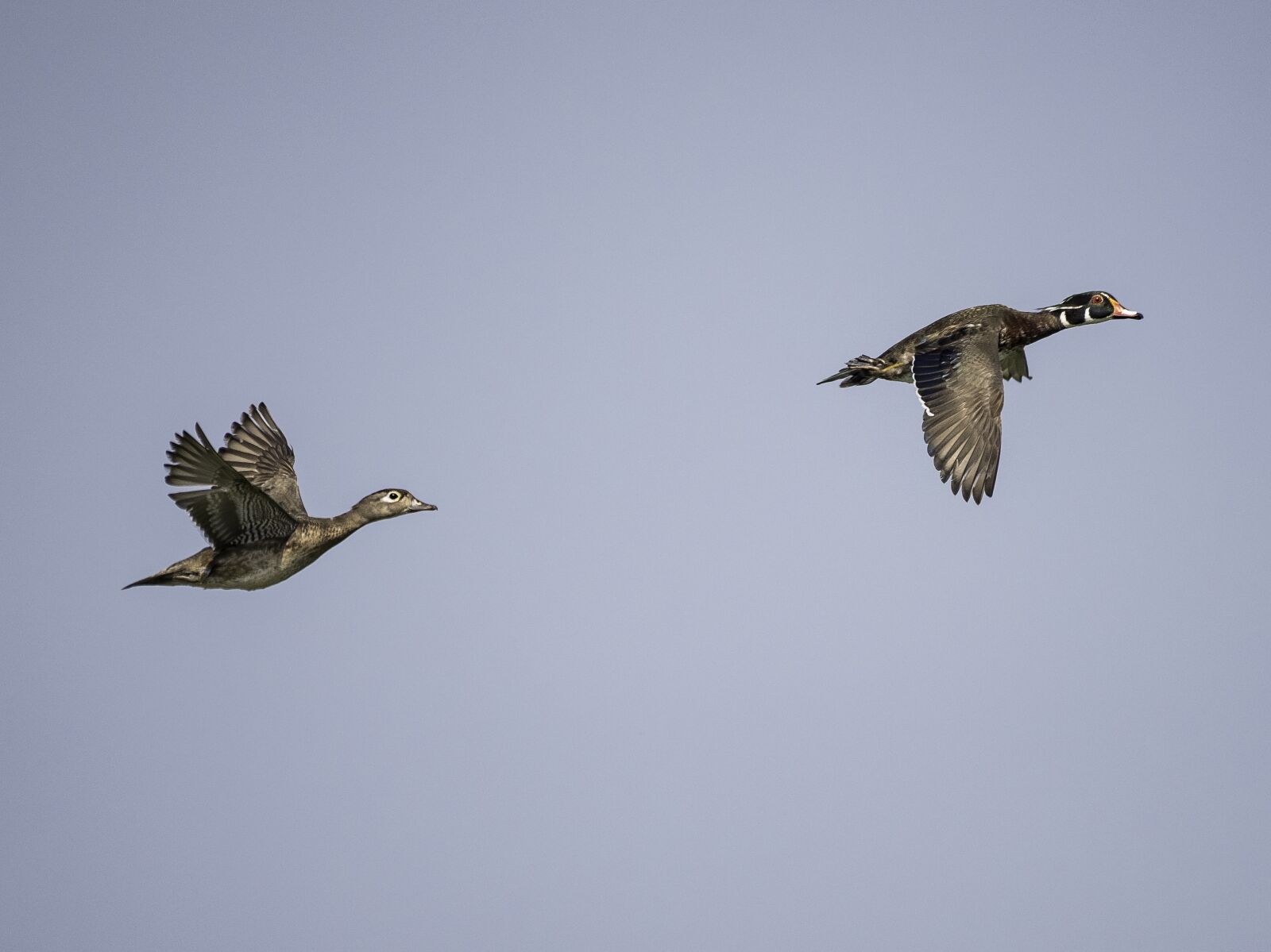 Nikon D750 sample photo. Ducks, wood ducks, flying photography