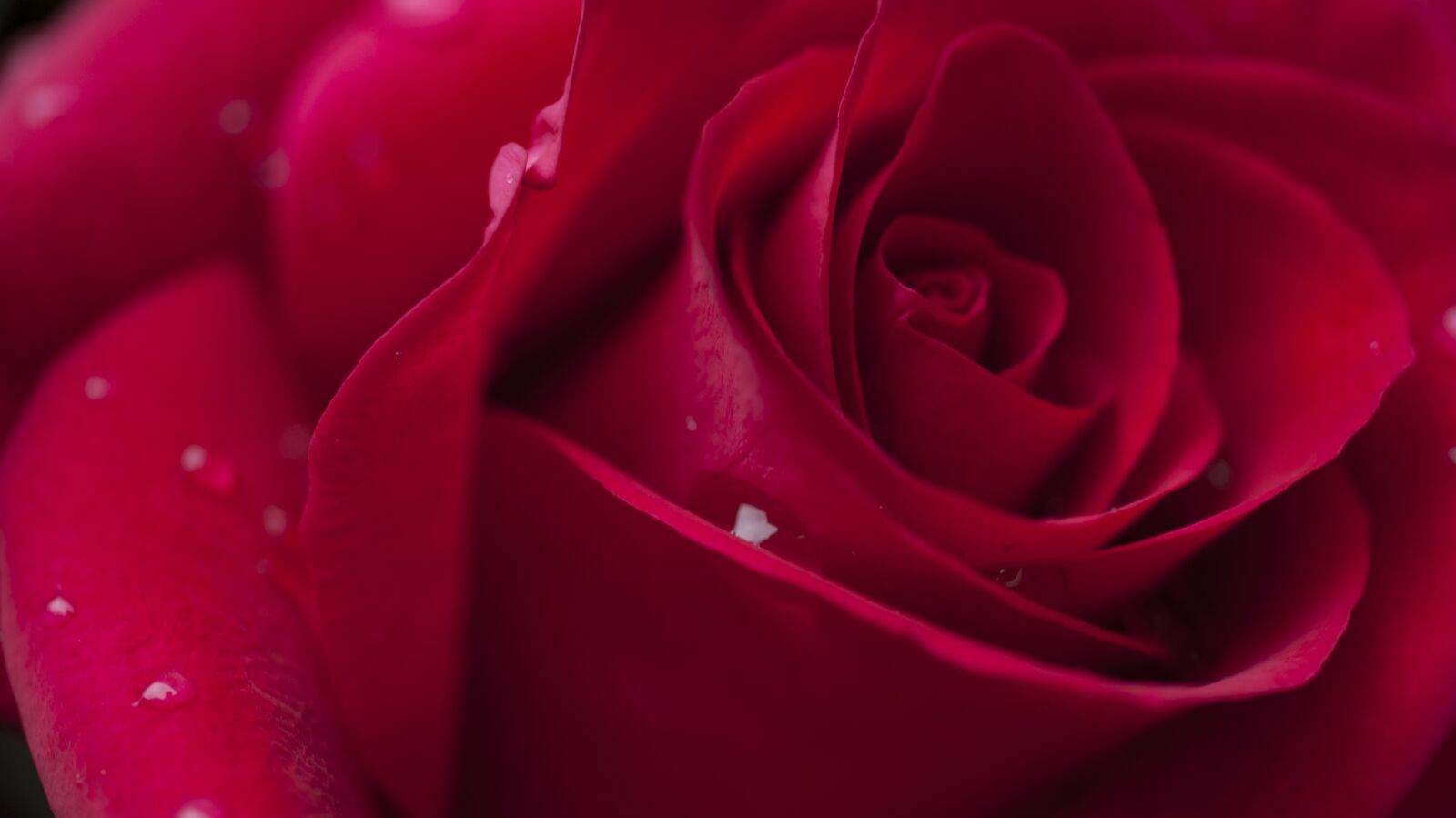 MACRO 50mm F2.8 sample photo. Rose, flower, spring photography